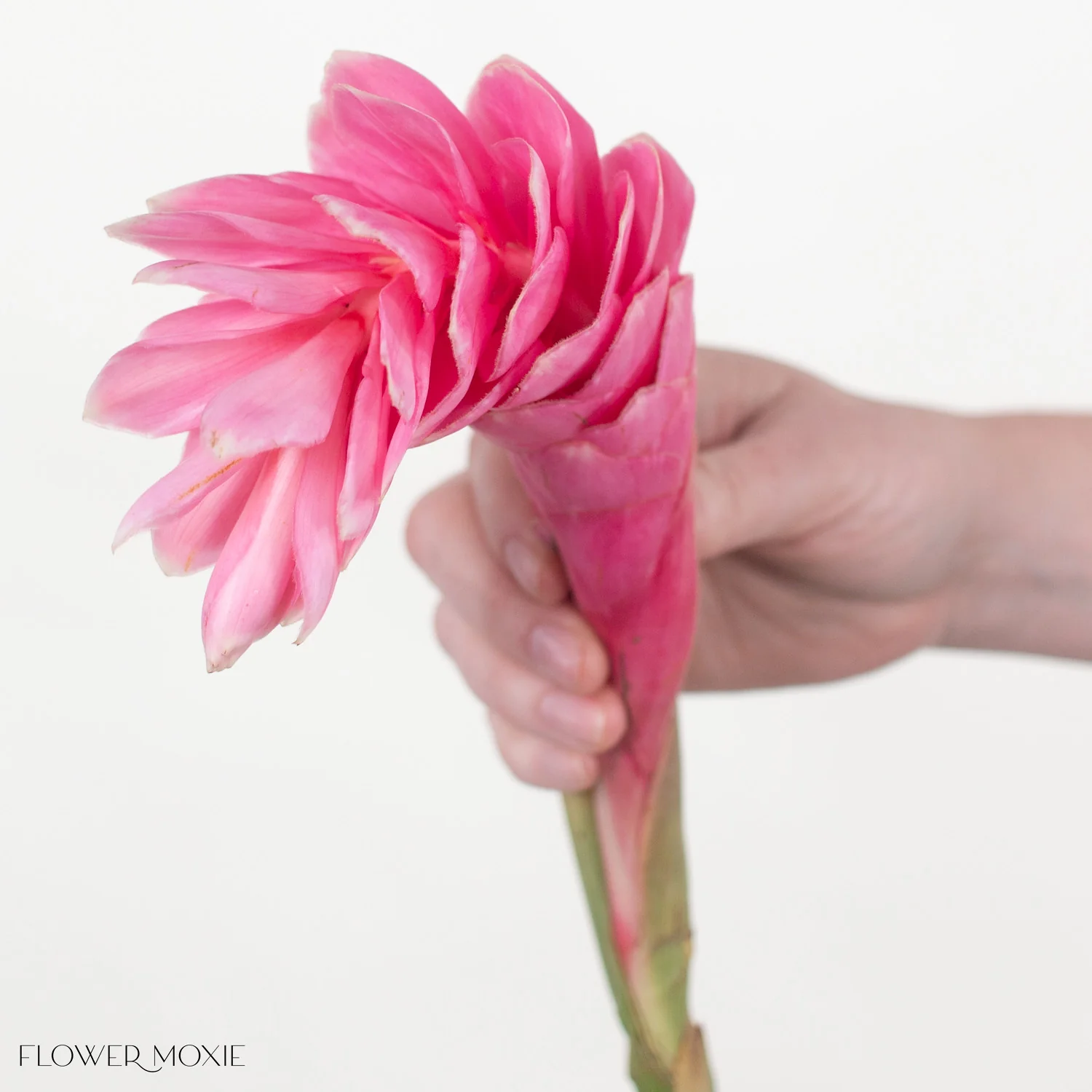 Pink Ginger - Image 6