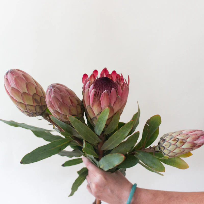 Pink Ice Protea Flower - Image 4