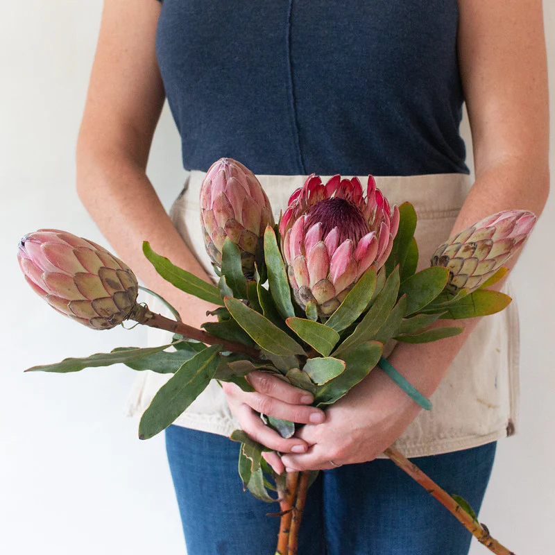 Pink Ice Protea Flower - Image 5