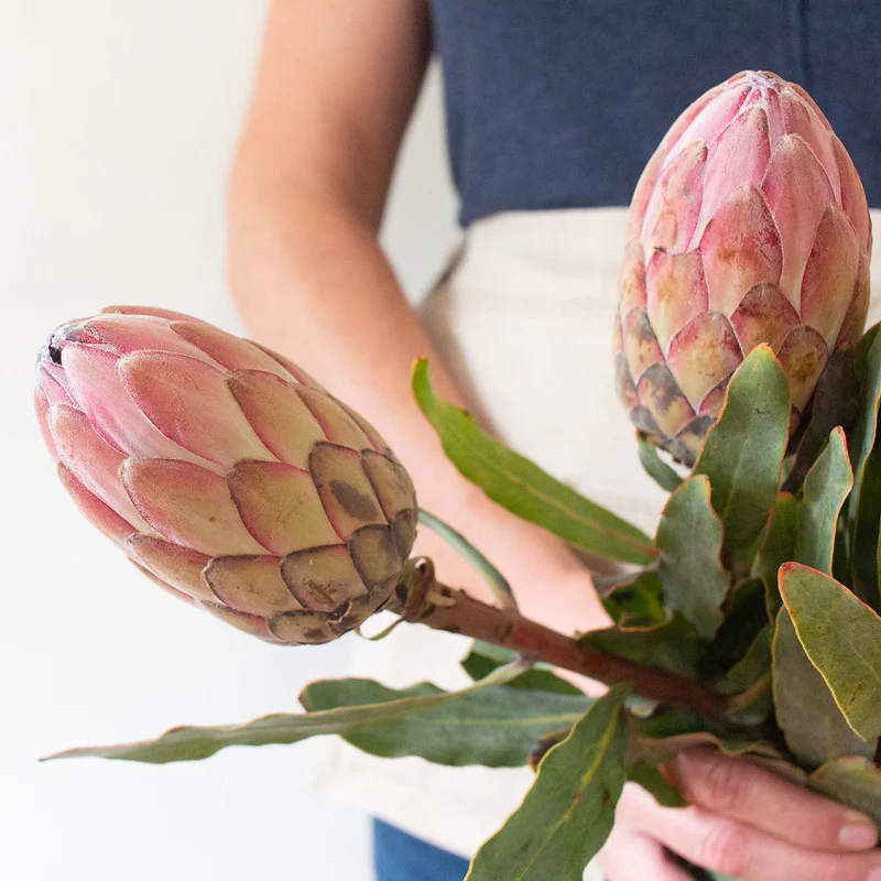 Pink Ice Protea Flower - Image 6