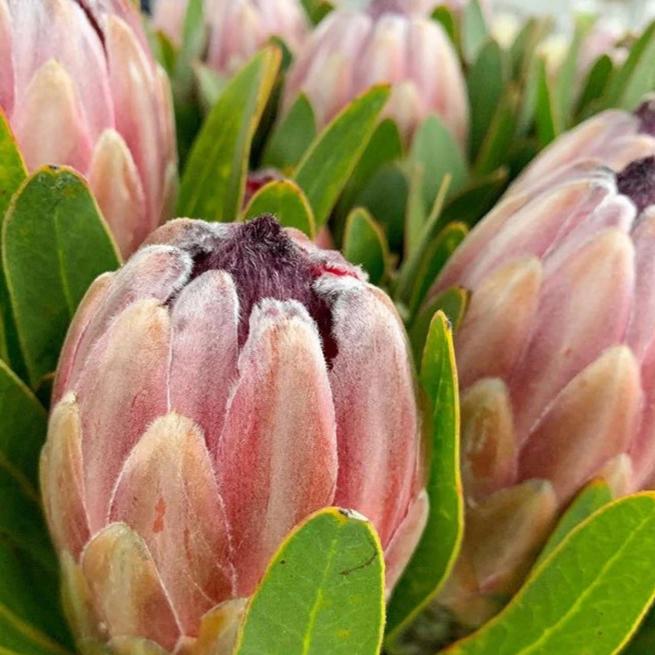 Pink Ice Protea Flower - Image 7