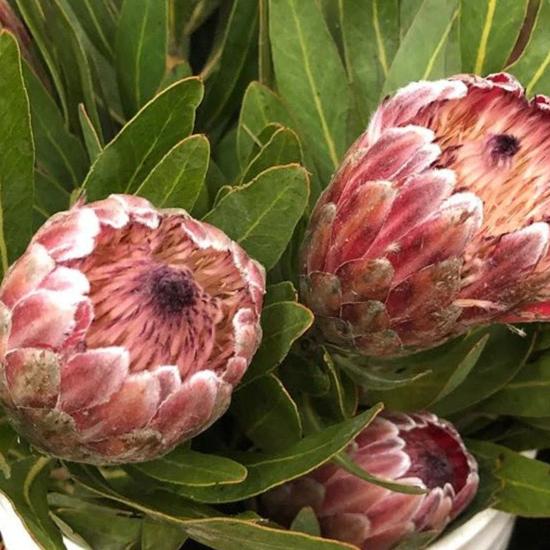 Pink Ice Protea Flower - Image 8