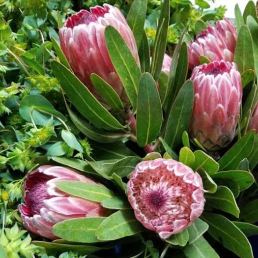 Pink Ice Protea Flower - Image 9