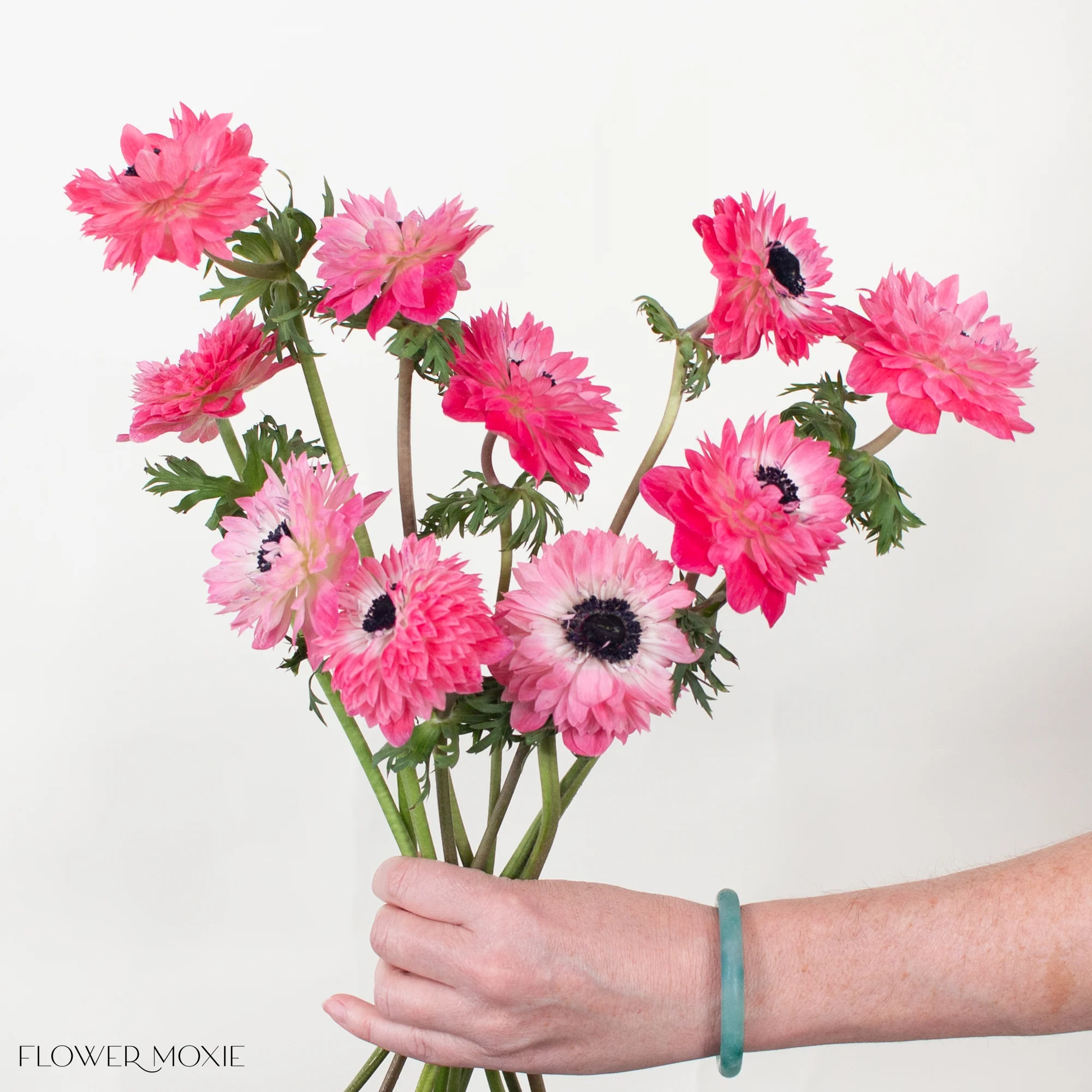 Pink Lotus Anemone Flower - Image 3