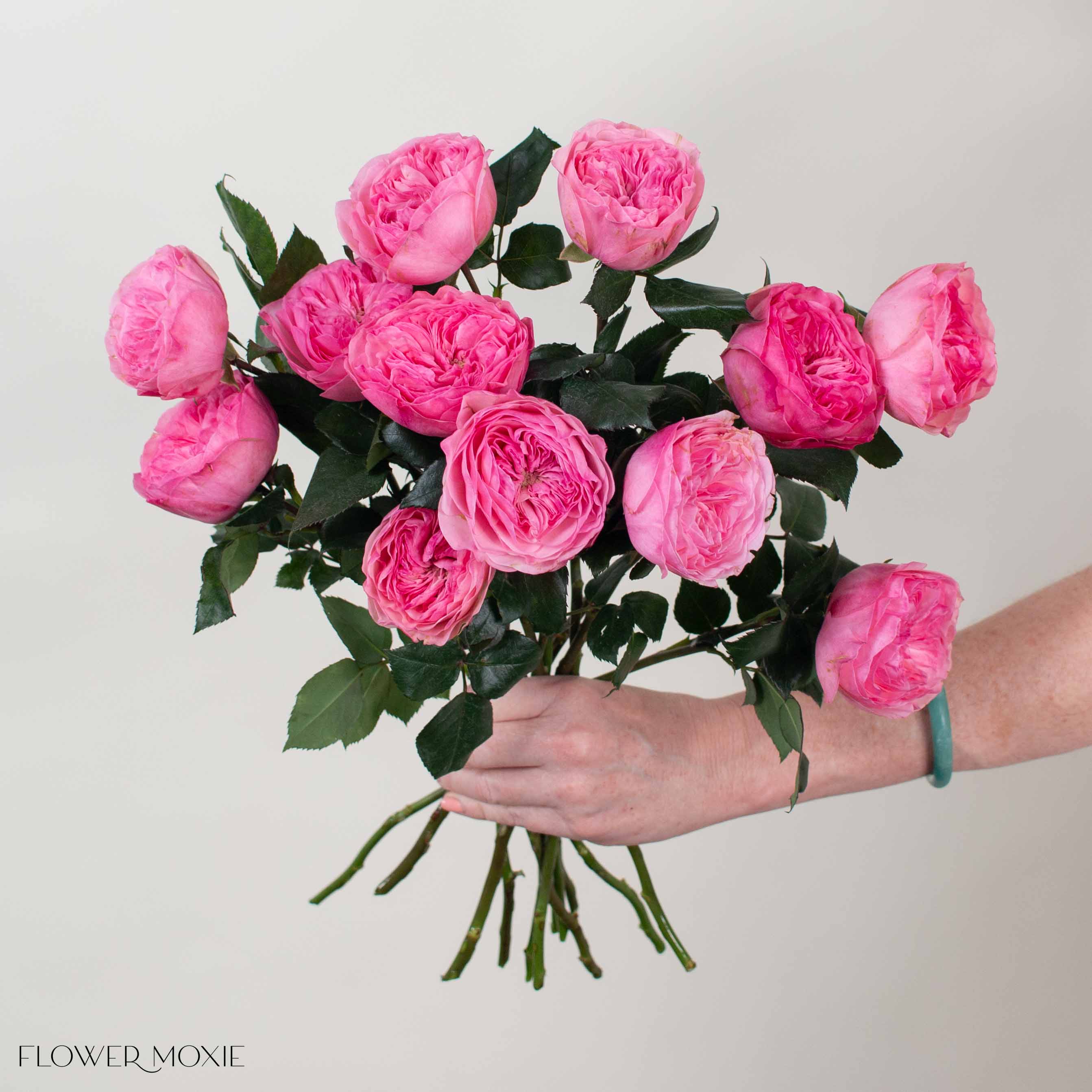 Pink Mariatheresia Garden Rose - Image 2
