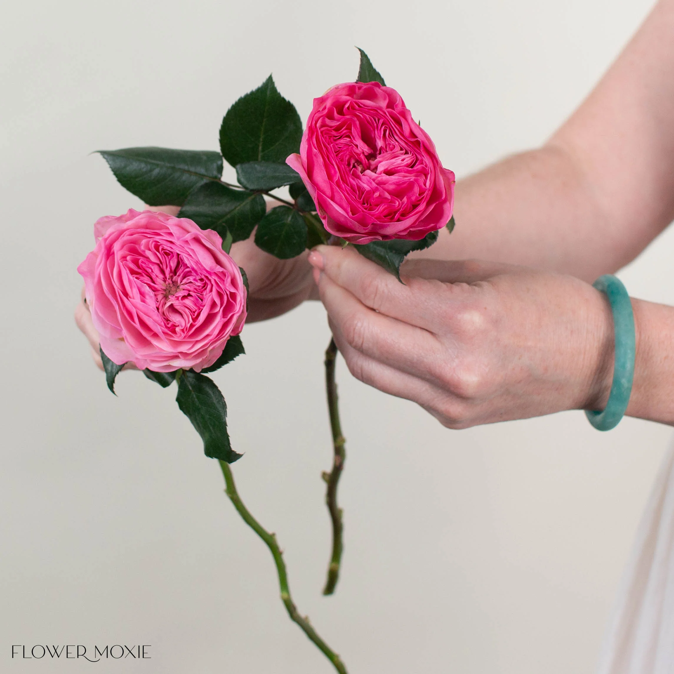 Pink Mariatheresia Garden Rose - Image 3