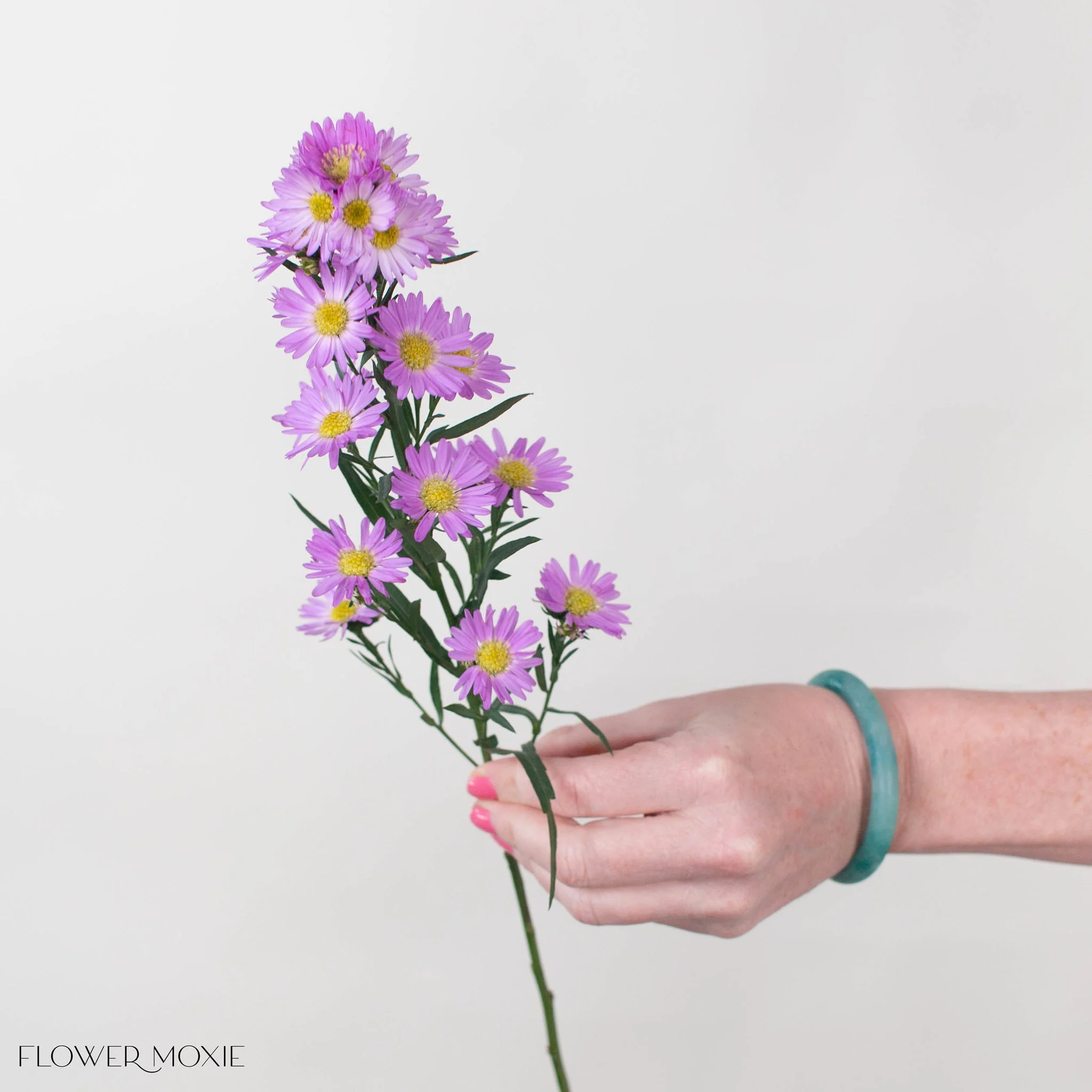Pink Meadow Aster Flower - Image 3