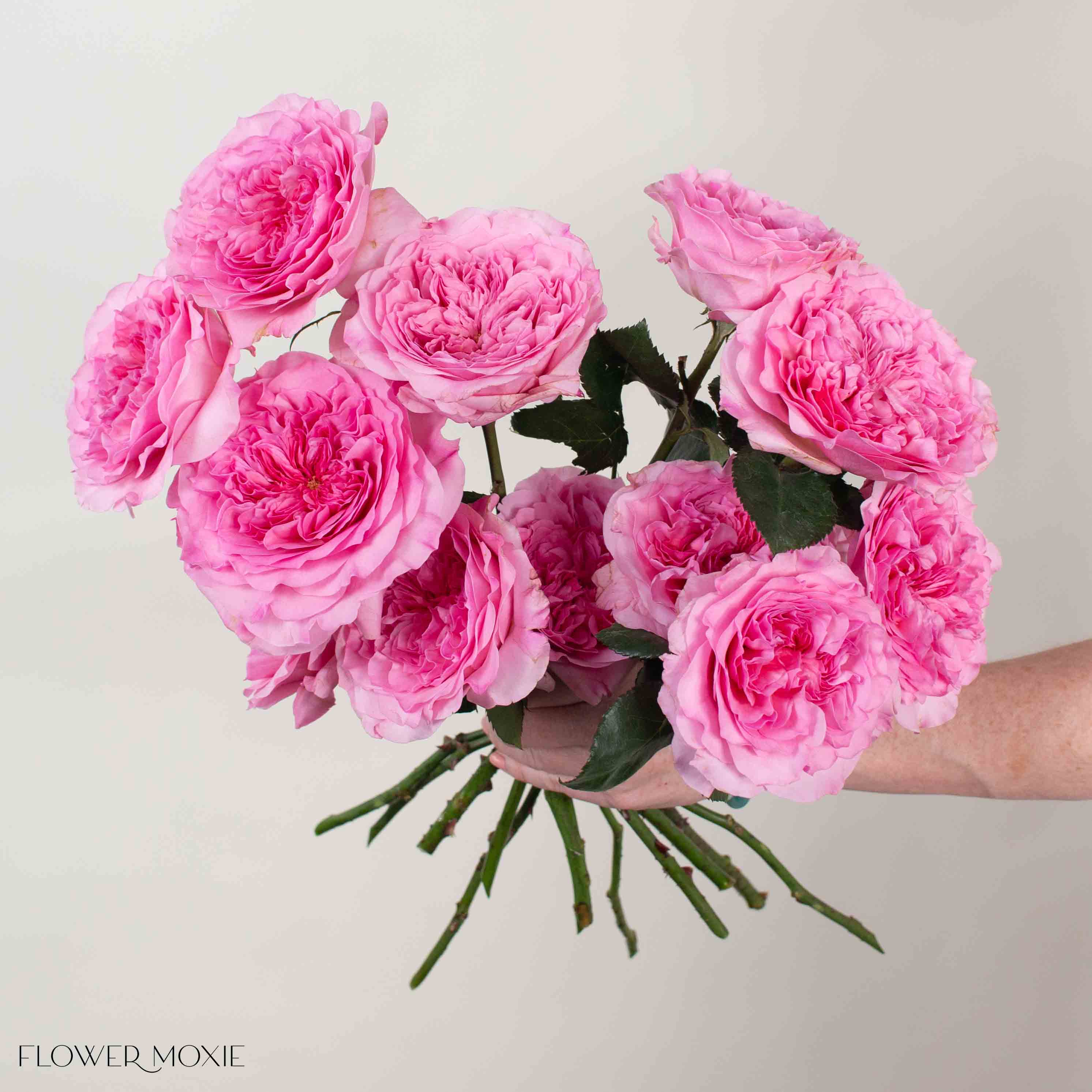 Pink Millicent David Austin Garden Rose - Image 2