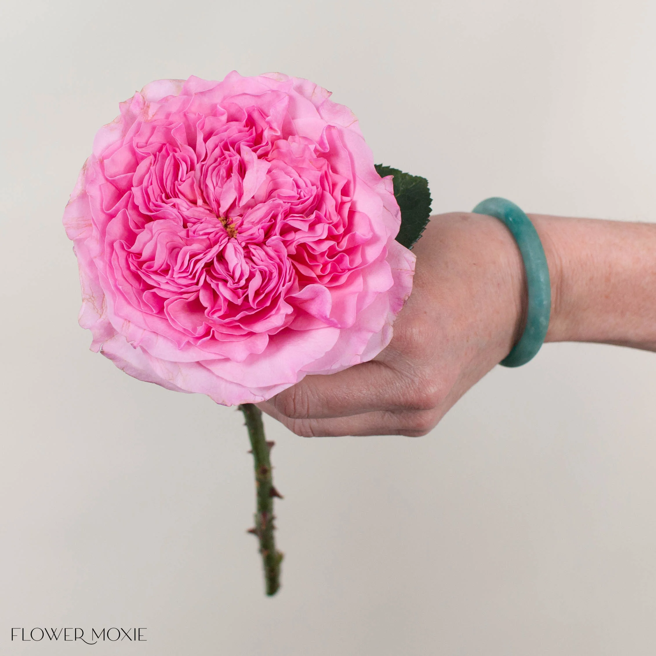 Pink Millicent David Austin Garden Rose - Image 3