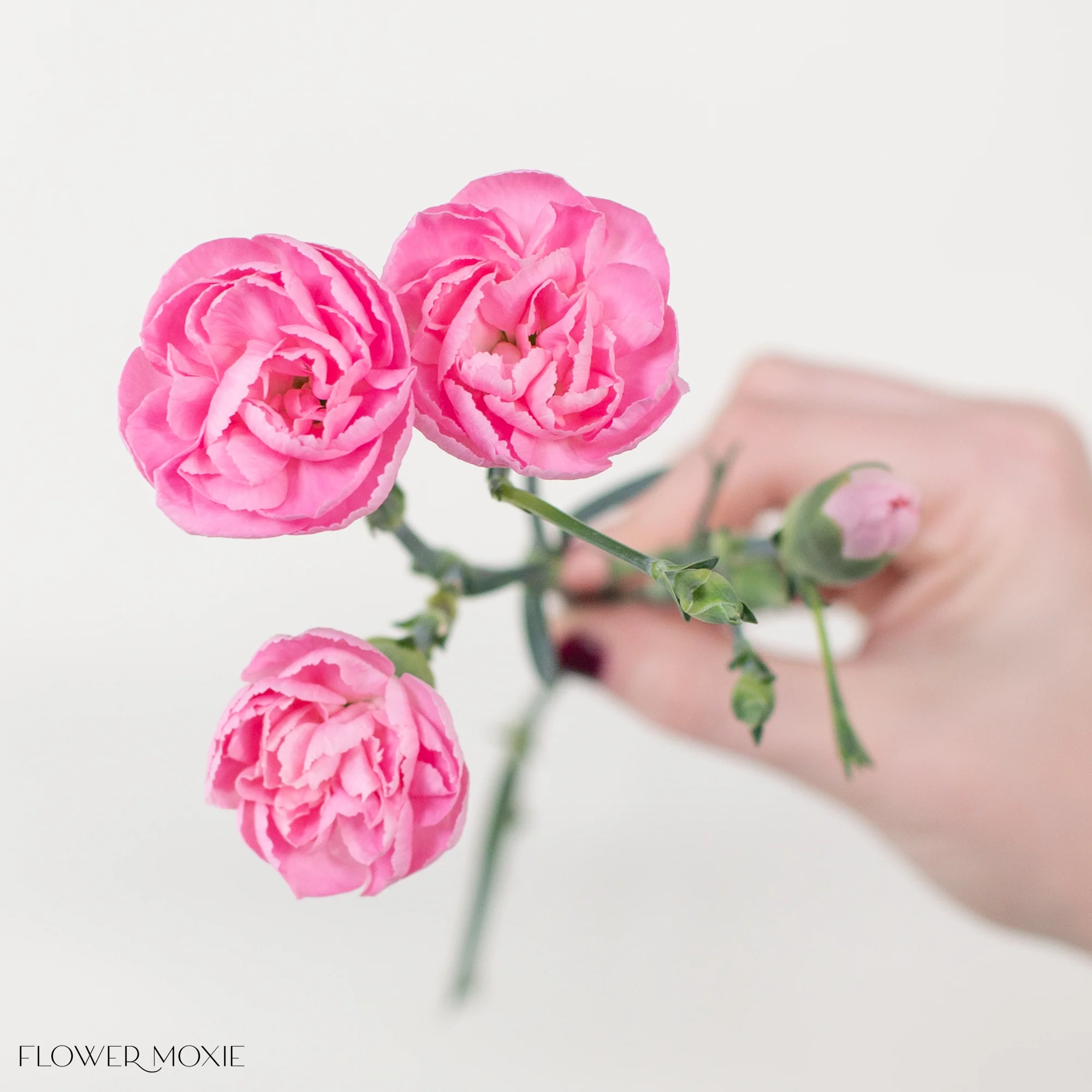 Pink Mini Carnation Flower - Image 3