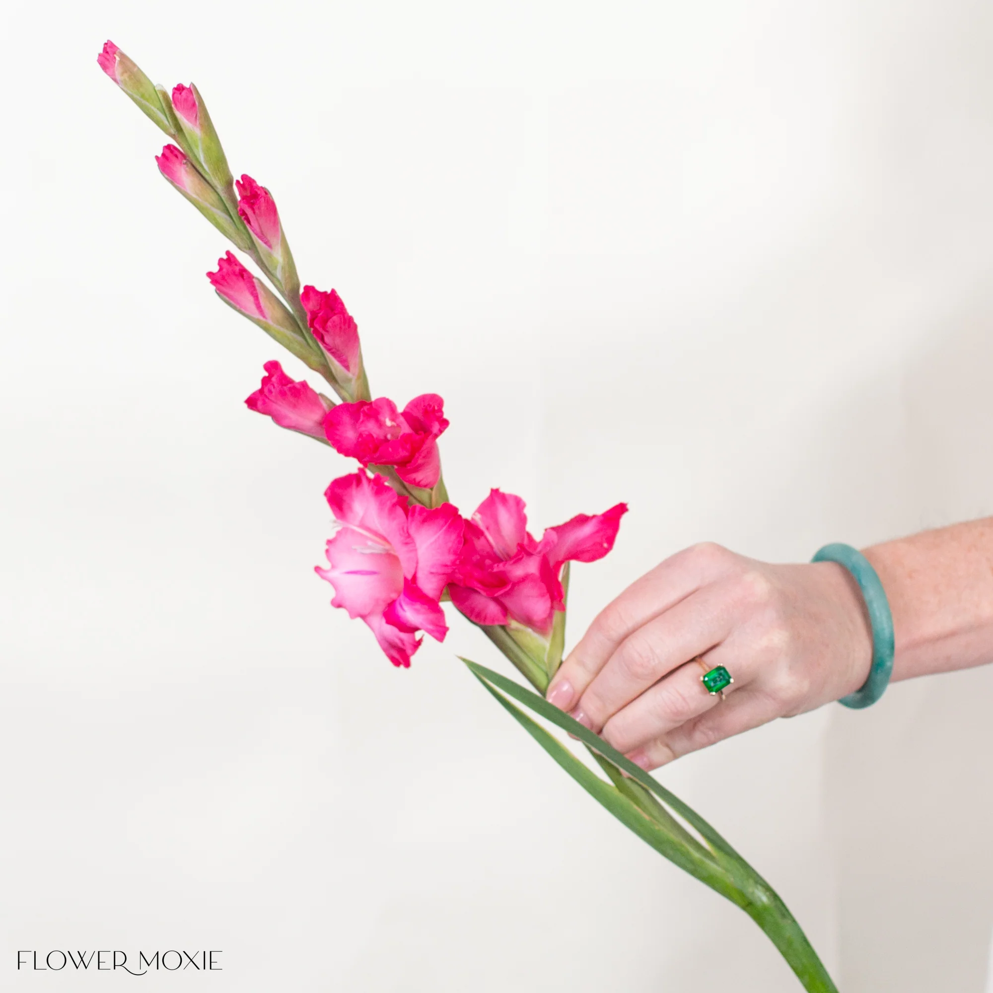 Pink Mini Gladiolus Flower - Image 4