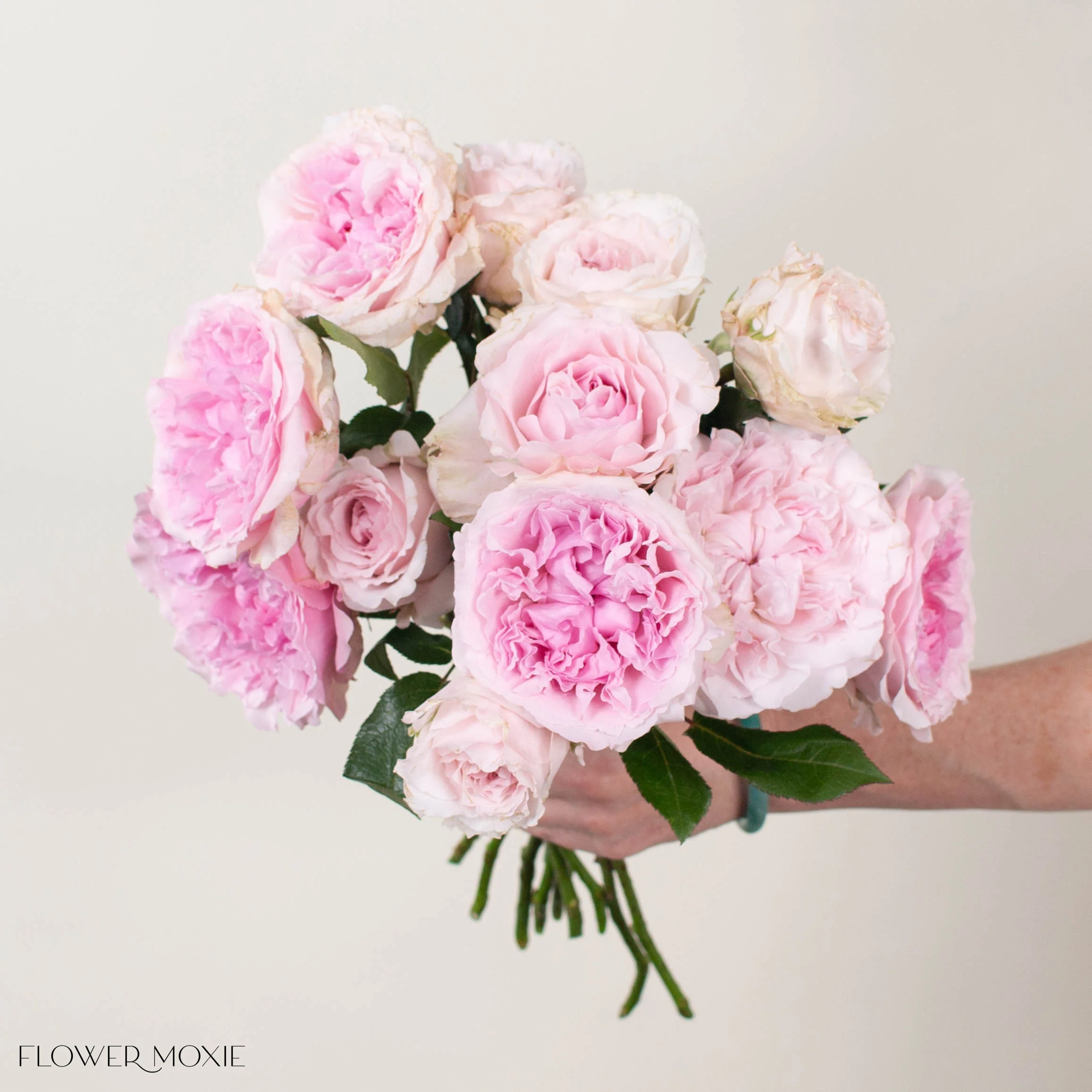 Soft Pink Miranda David Austin Garden Rose - Image 2