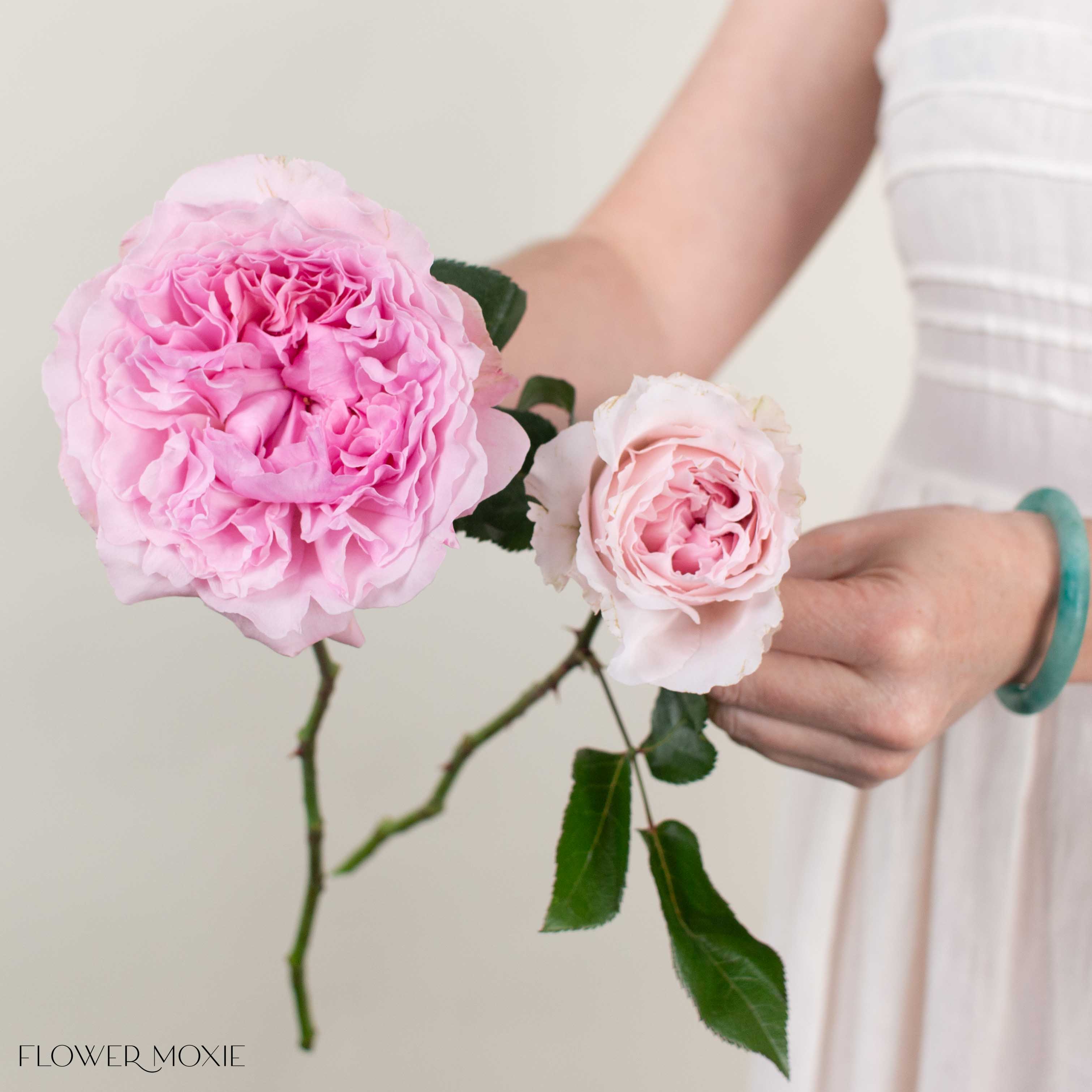 Soft Pink Miranda David Austin Garden Rose - Image 3
