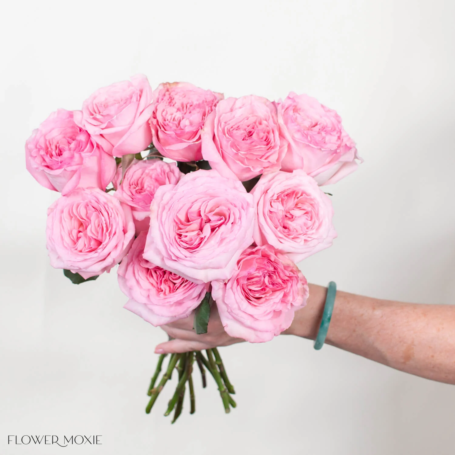 Pink O'Hara Garden Rose - Image 3