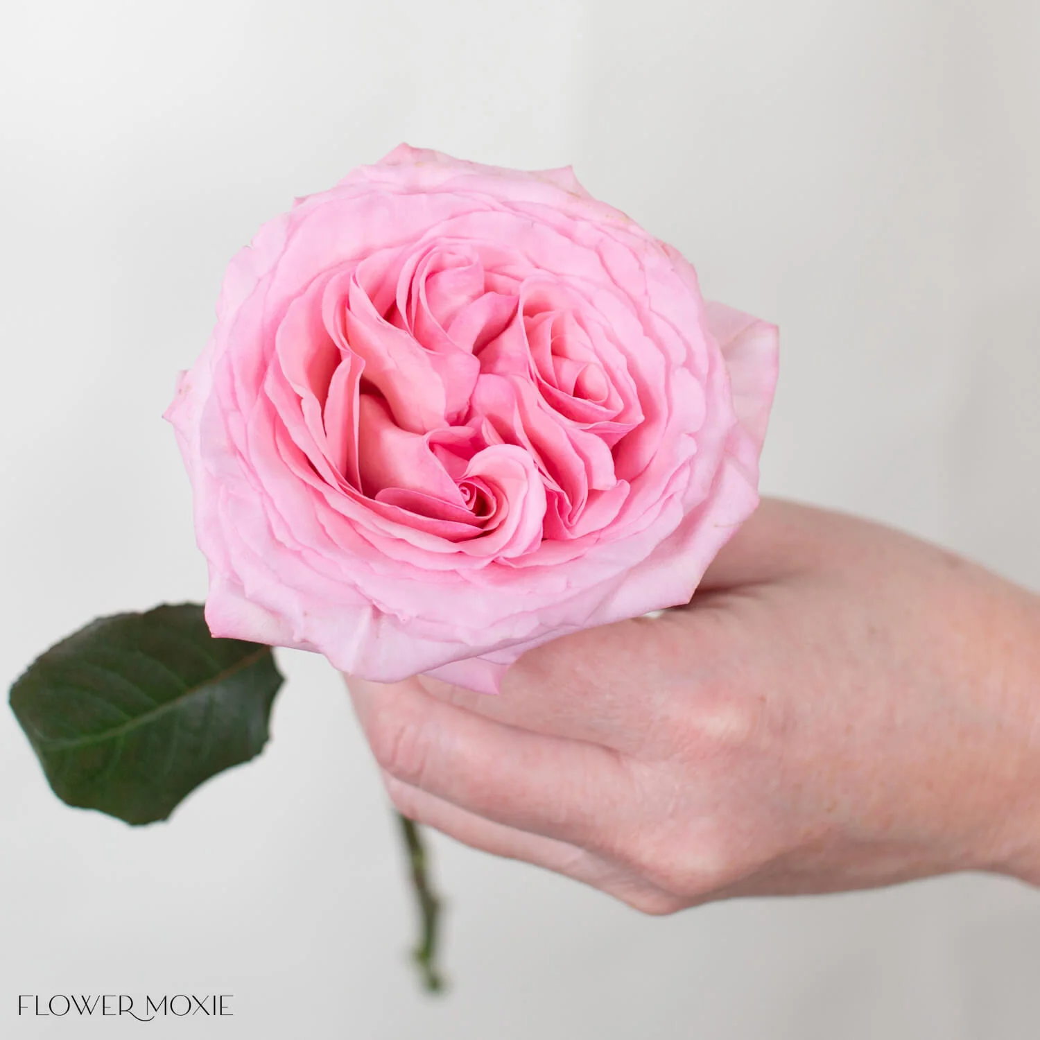 Pink O'Hara Garden Rose - Image 4