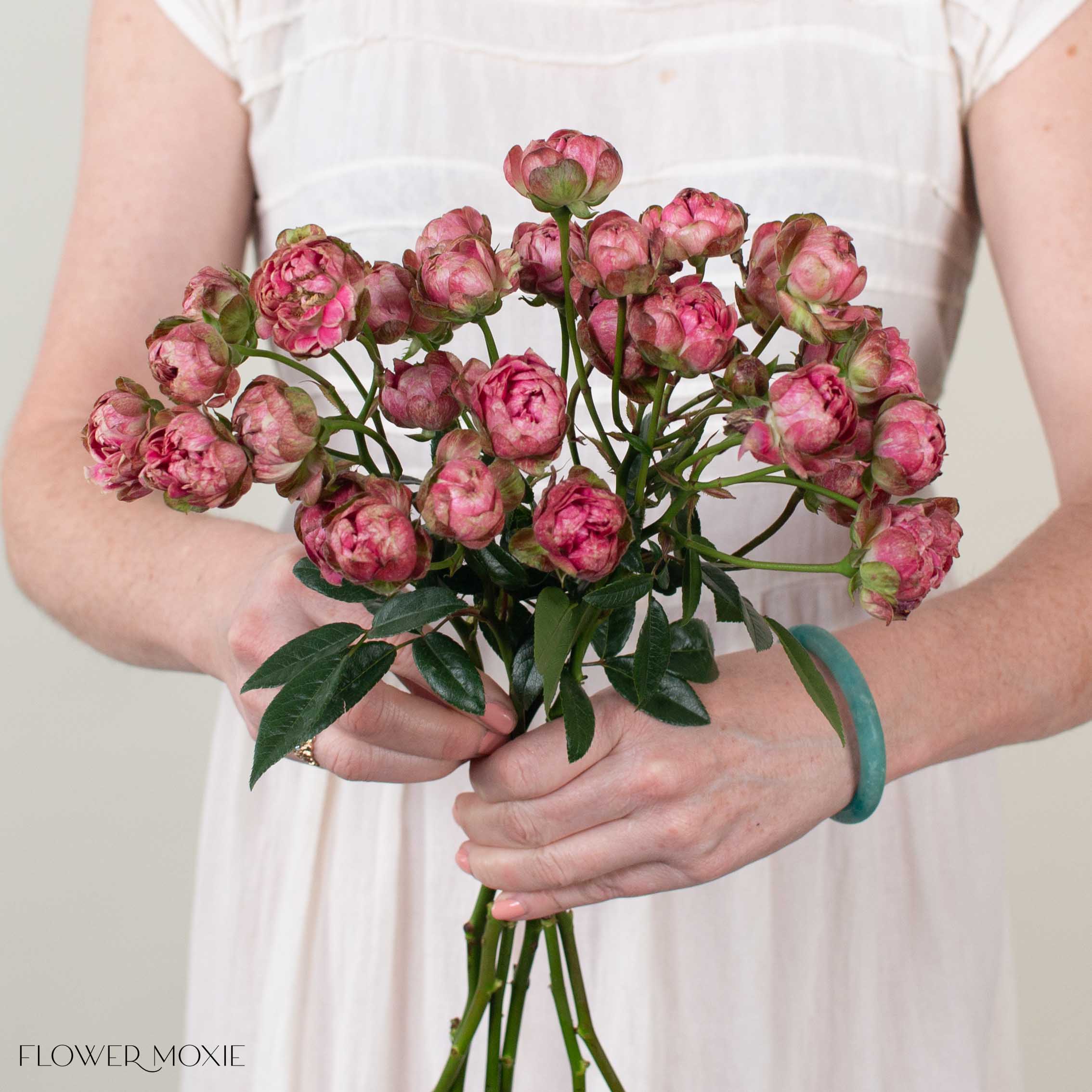 Pink Princess Pinku Spray Garden Roses