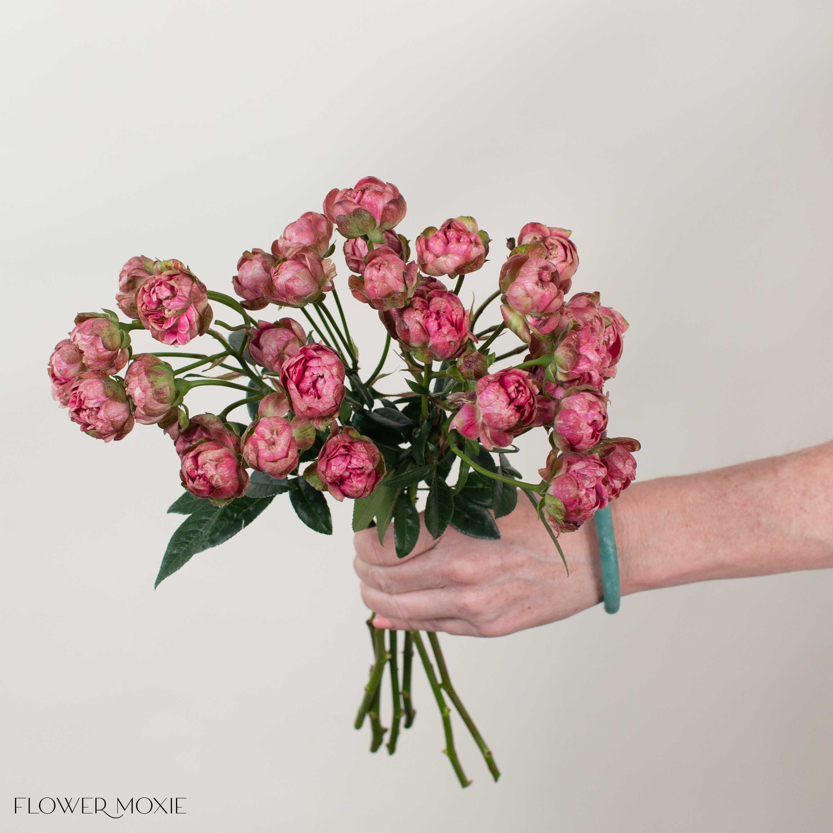 Pink Princess Pinku Spray Garden Roses - Image 2