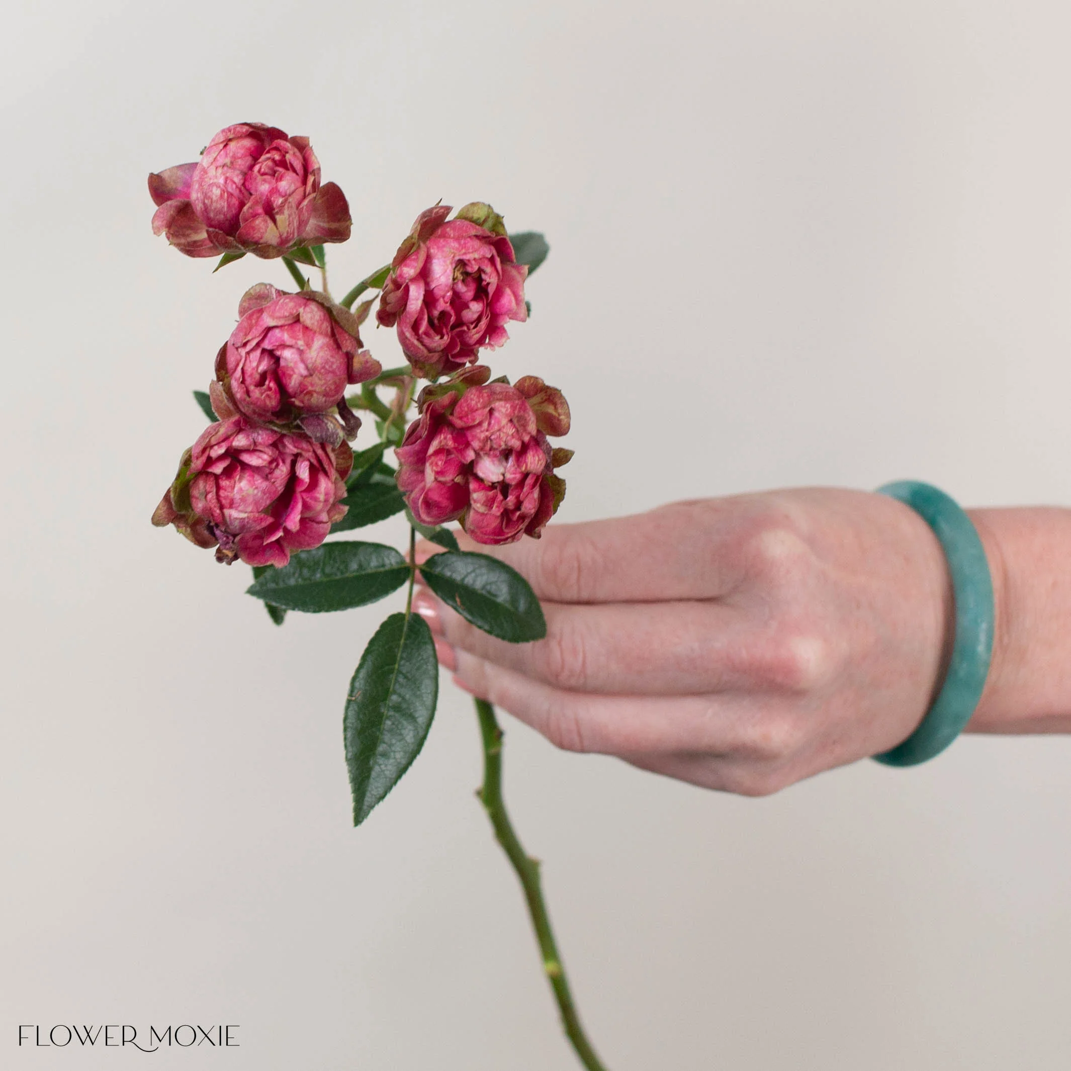 Pink Princess Pinku Spray Garden Roses - Image 3