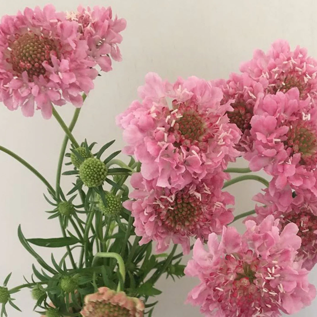 Pink Scabiosa Flower - Image 3