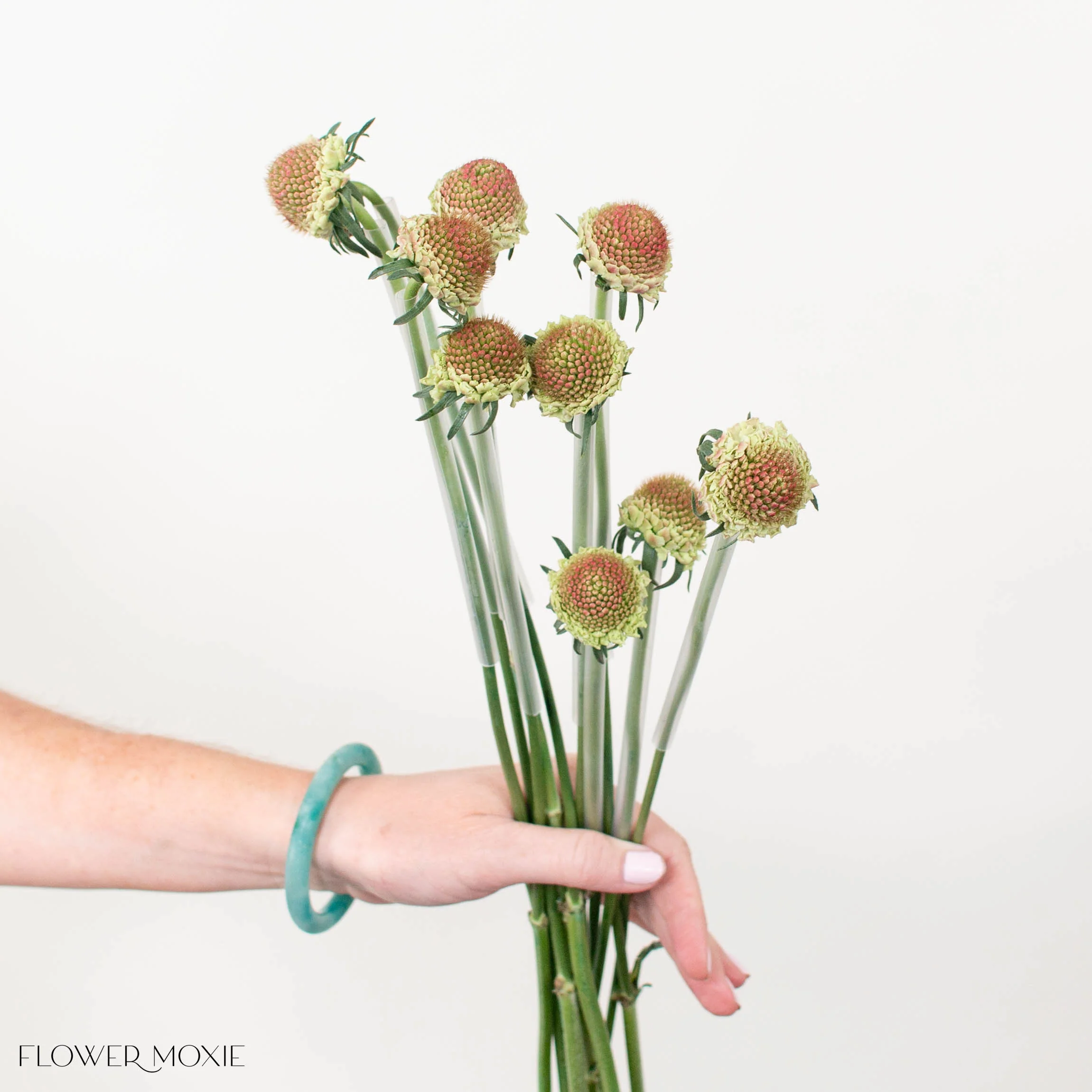 Pink Scabiosa Flower - Image 4