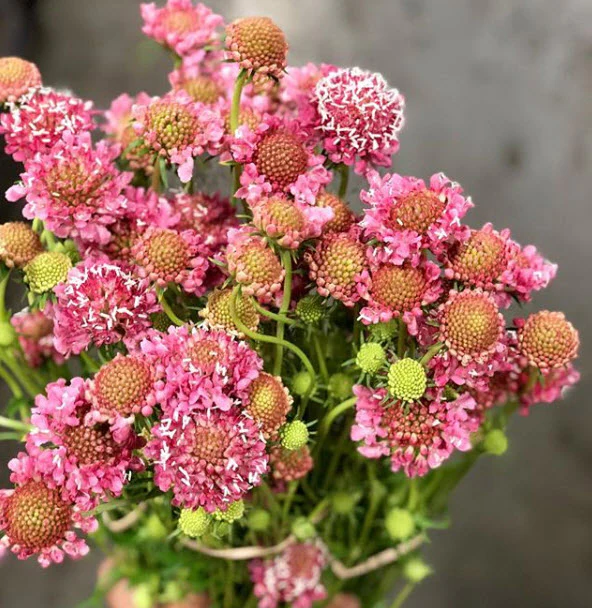 Pink Scabiosa Flower - Image 6