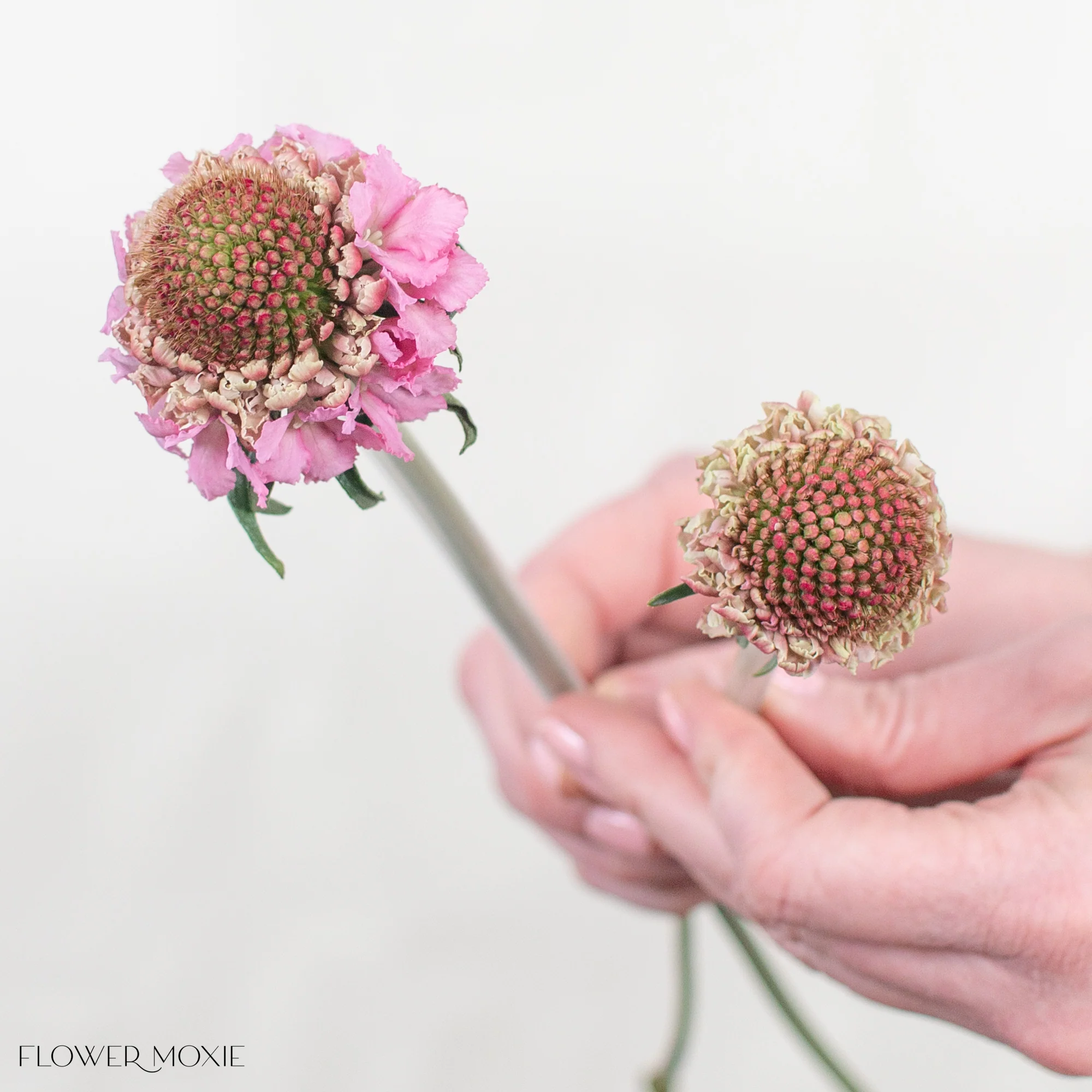 Pink Scabiosa Flower - Image 8