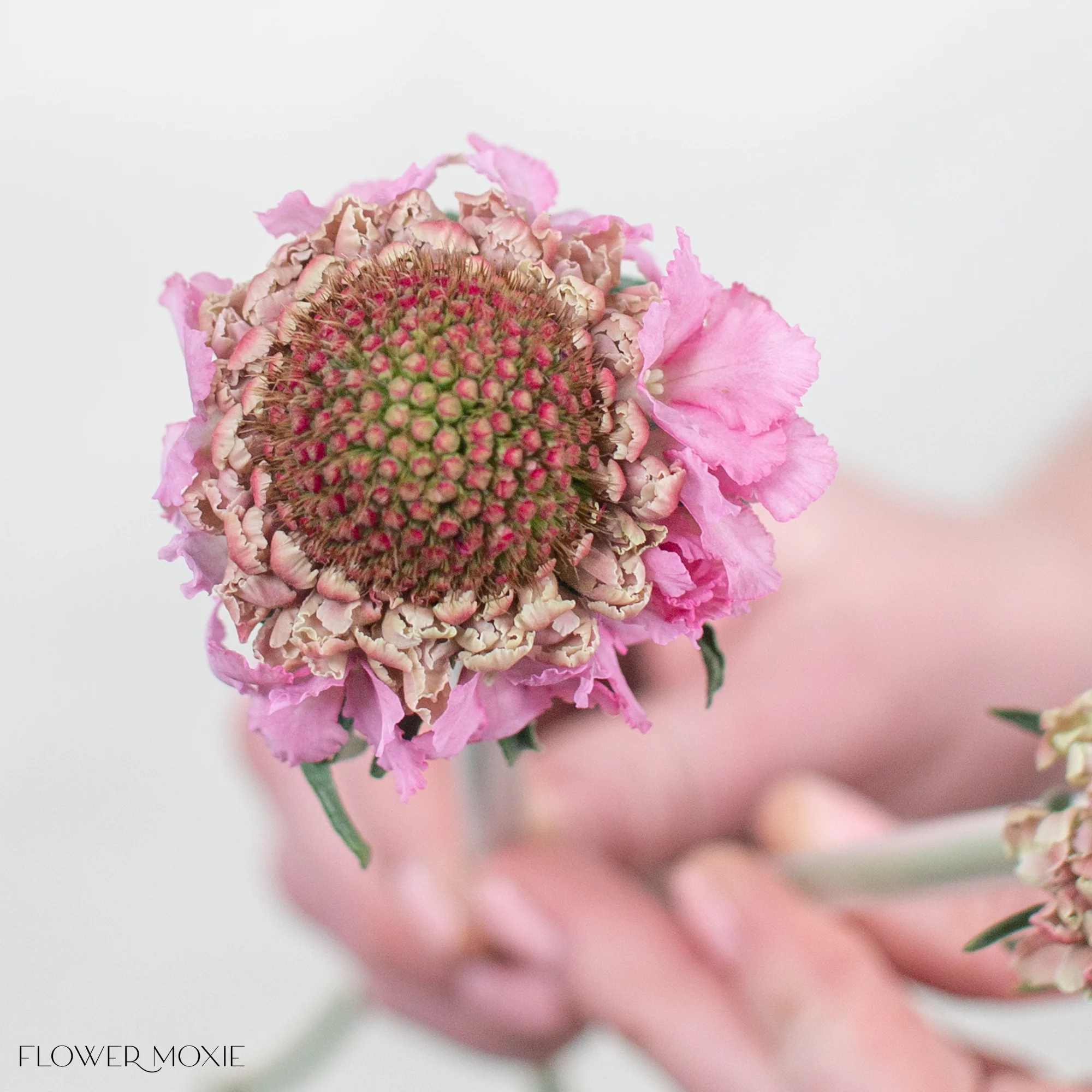 Pink Scabiosa Flower - Image 9
