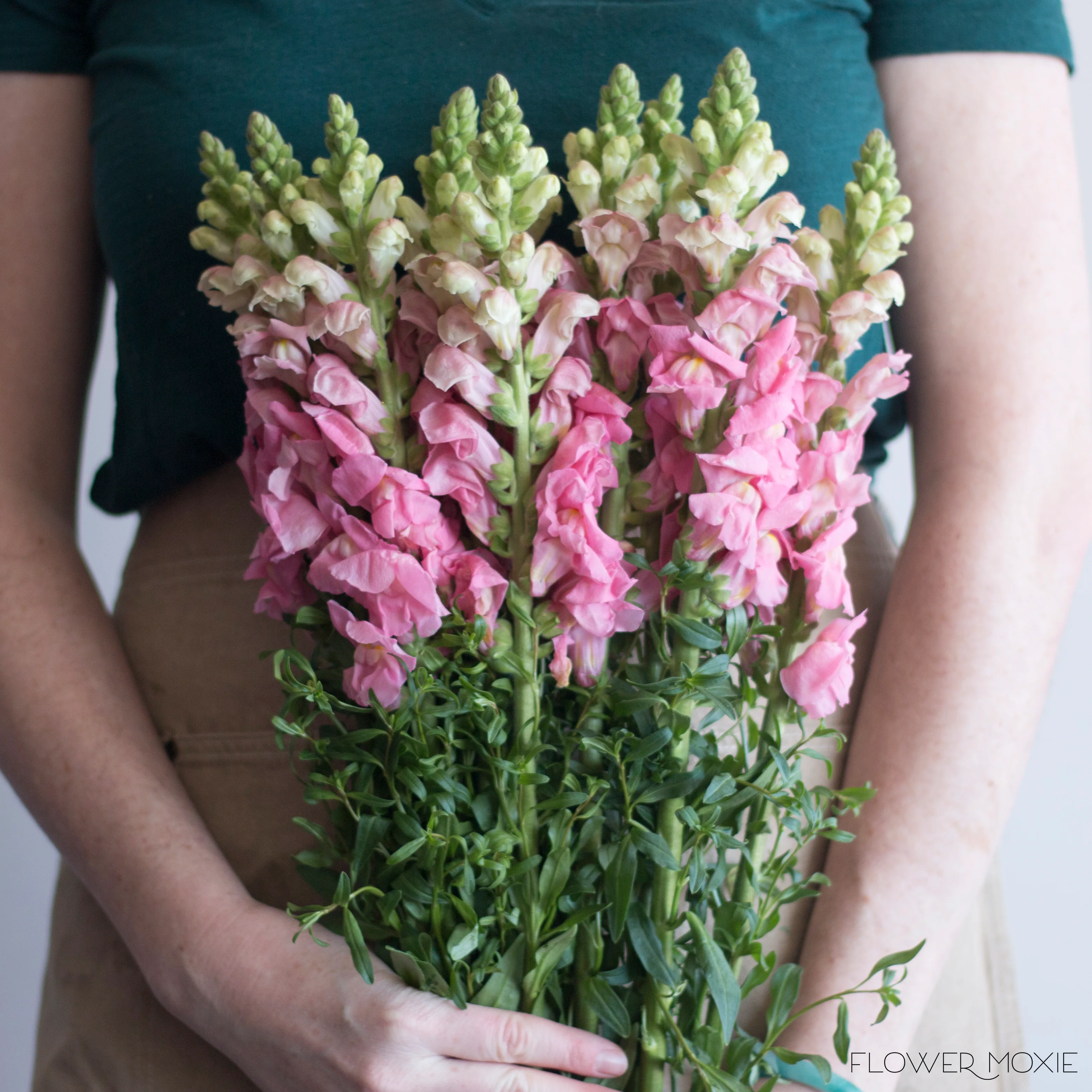 Pink Snapdragon Flower