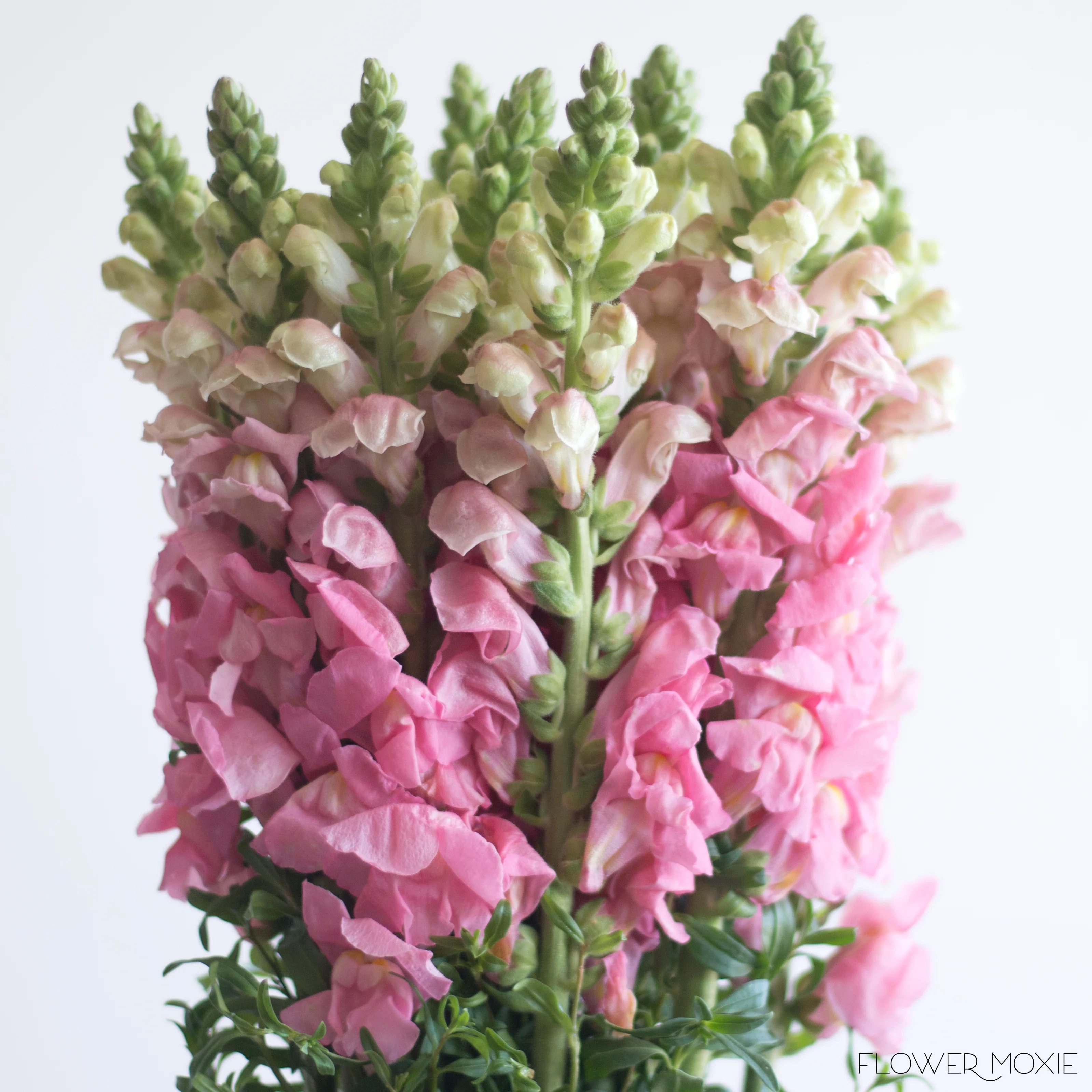 Pink Snapdragon Flower - Image 3