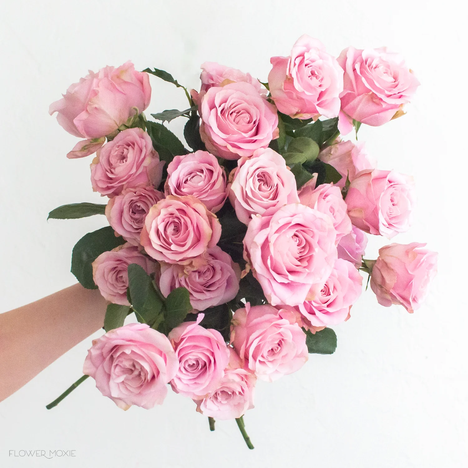 Pink Sweet for Love Rose