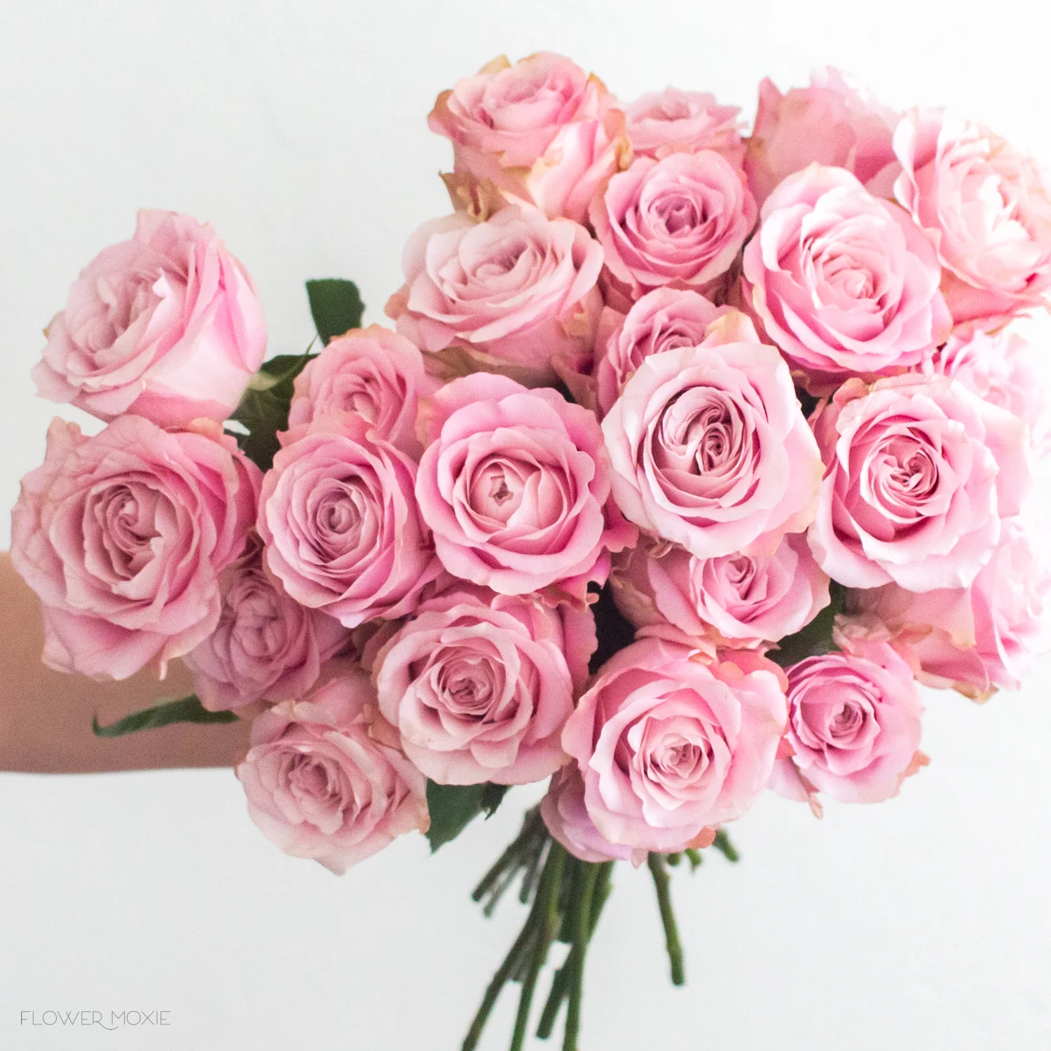 Pink Sweet for Love Rose - Image 3