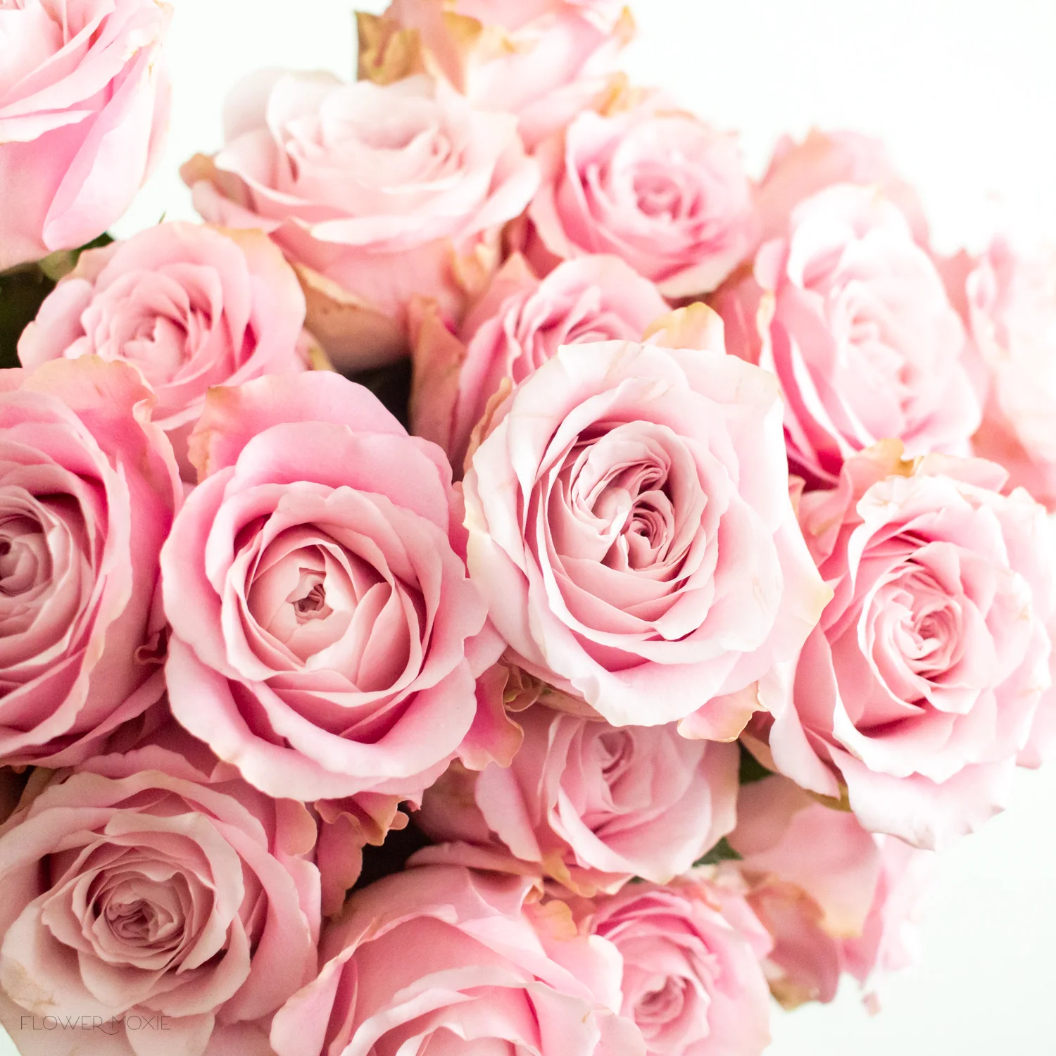 Pink Sweet for Love Rose - Image 5