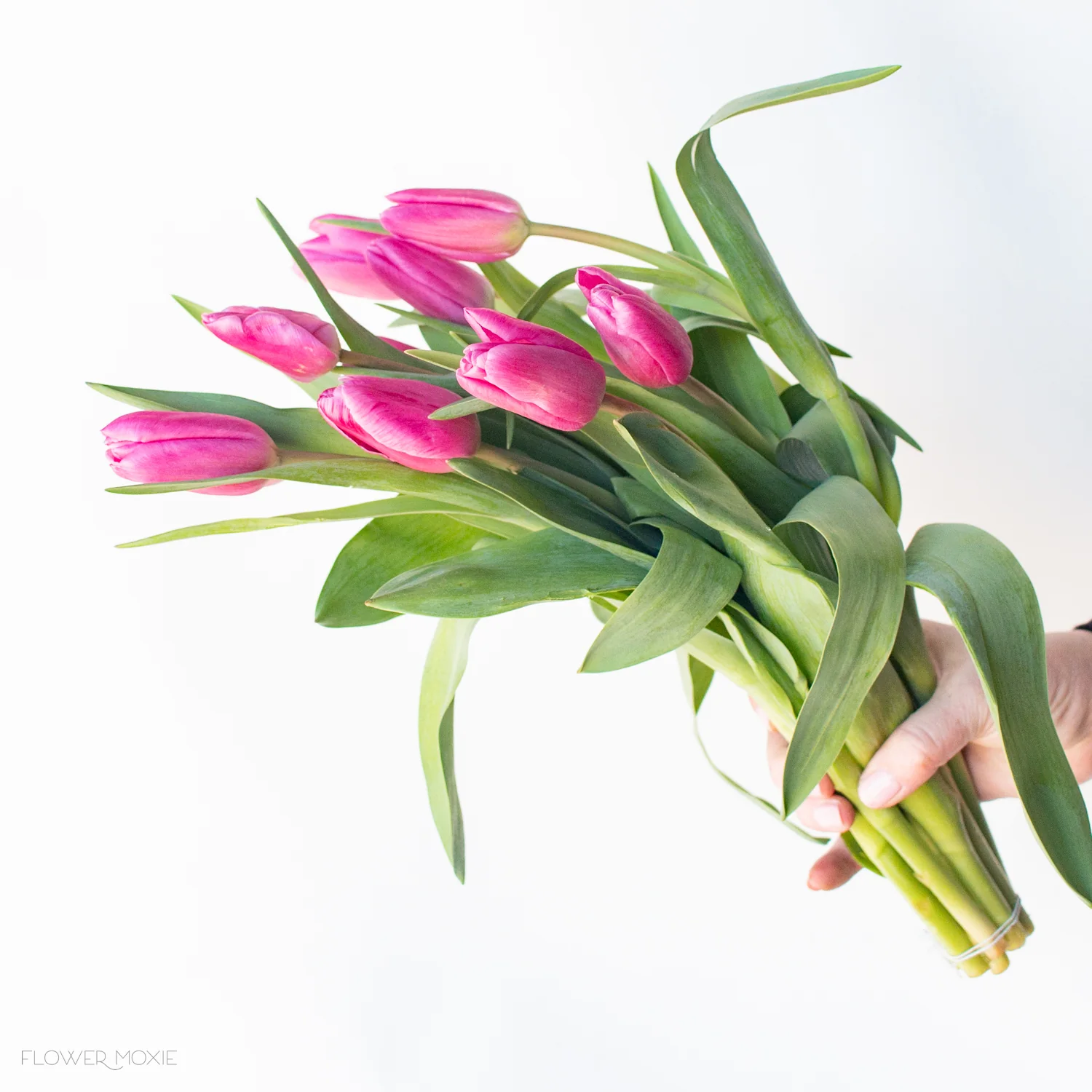 Pink Tulip Flower