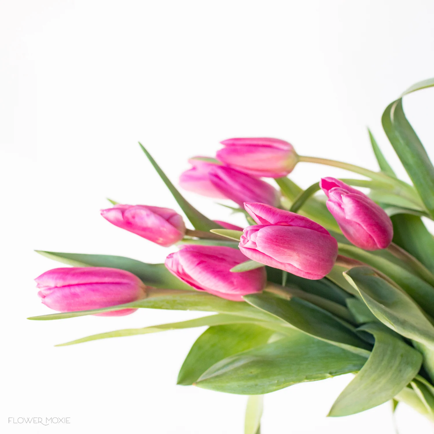 Pink Tulip Flower - Image 3
