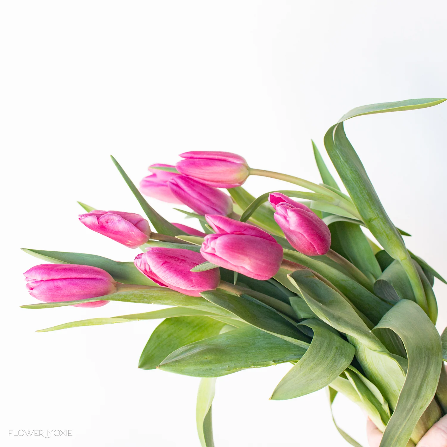 Pink Tulip Flower - Image 5