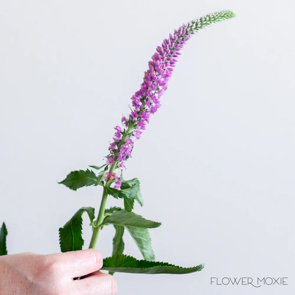 Pink Veronica Flower - Image 3