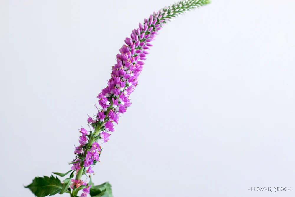 Pink Veronica Flower - Image 4