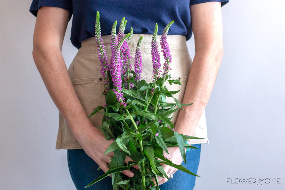 Pink Veronica Flower - Image 5