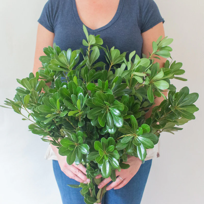 Pittosporum Greenery - Image 3