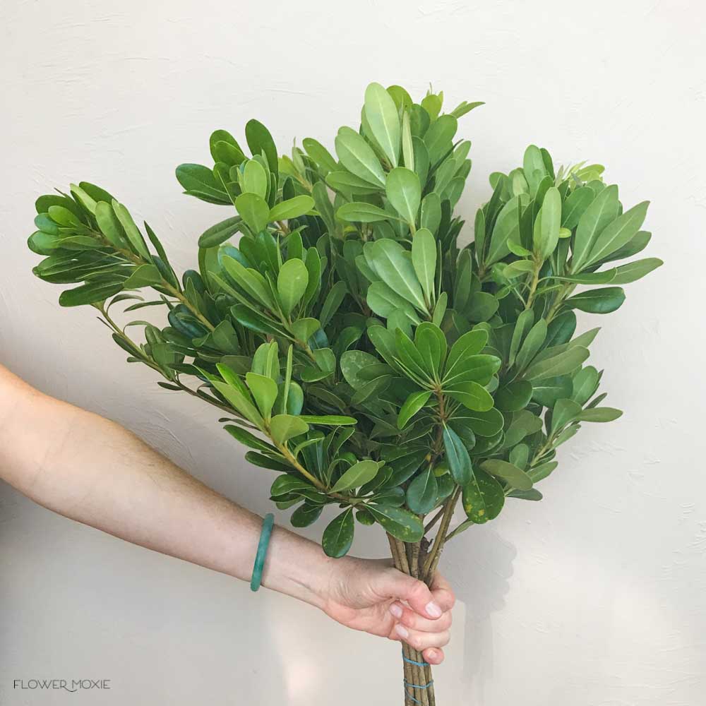 Pittosporum Greenery - Image 4