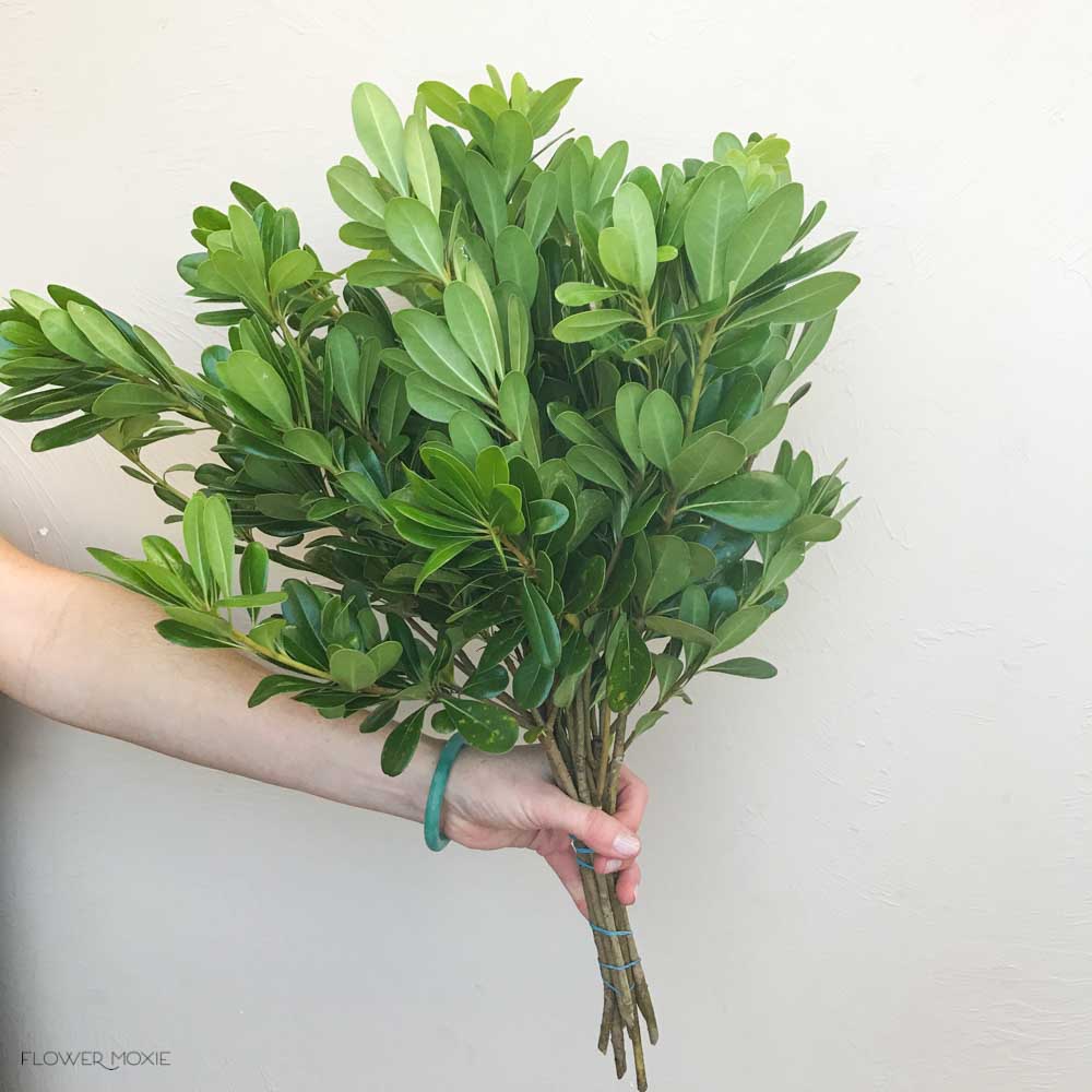 Pittosporum Greenery - Image 5