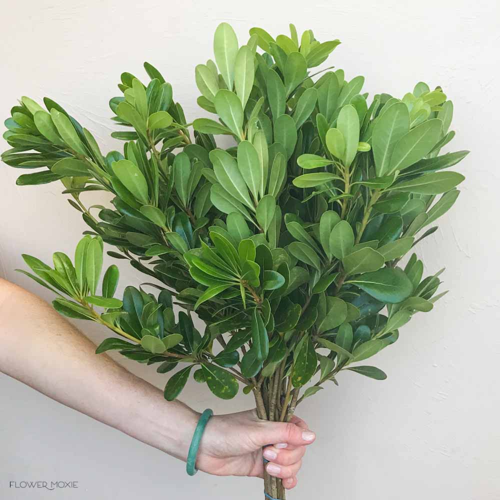 Pittosporum Greenery - Image 6