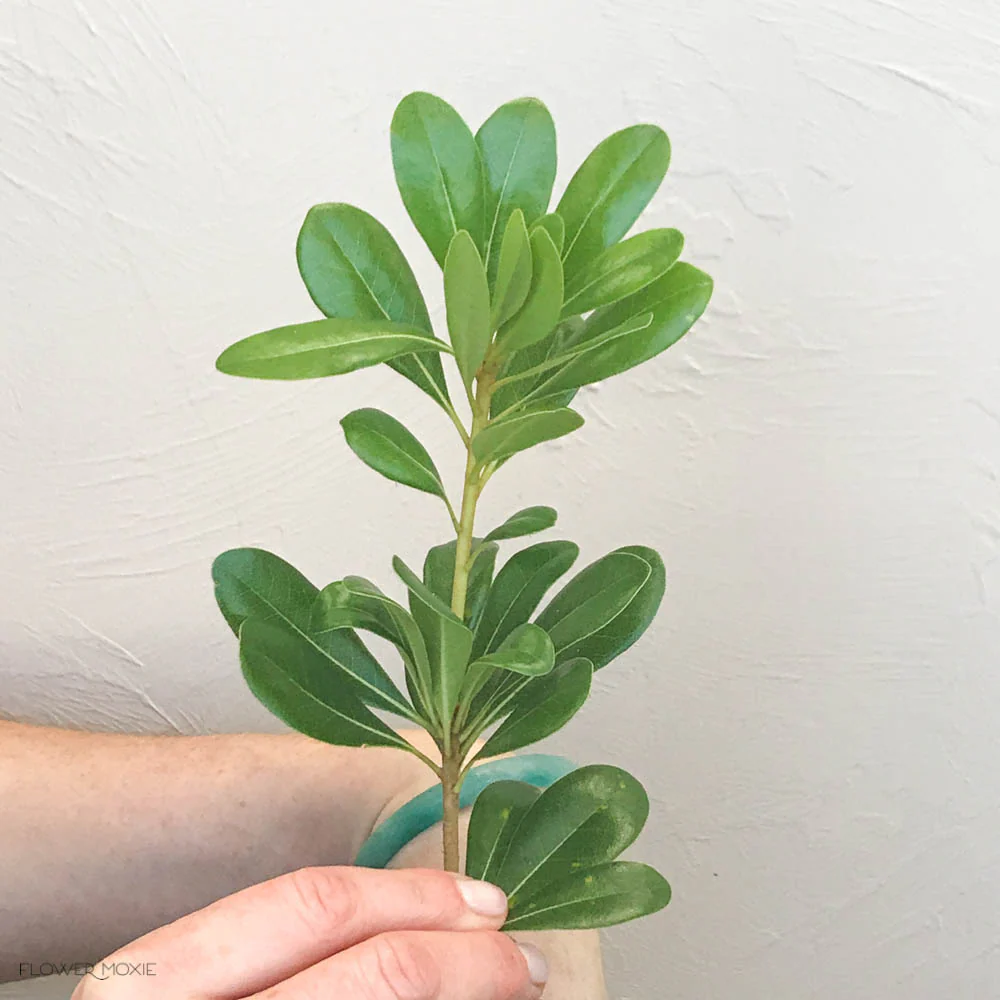 Pittosporum Greenery - Image 7