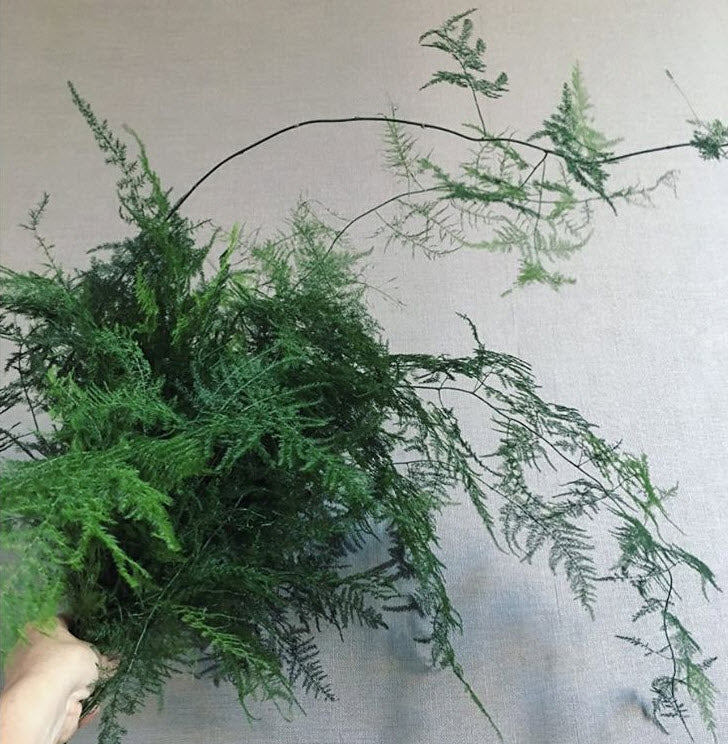 Plumosa Fern Greenery - Image 4