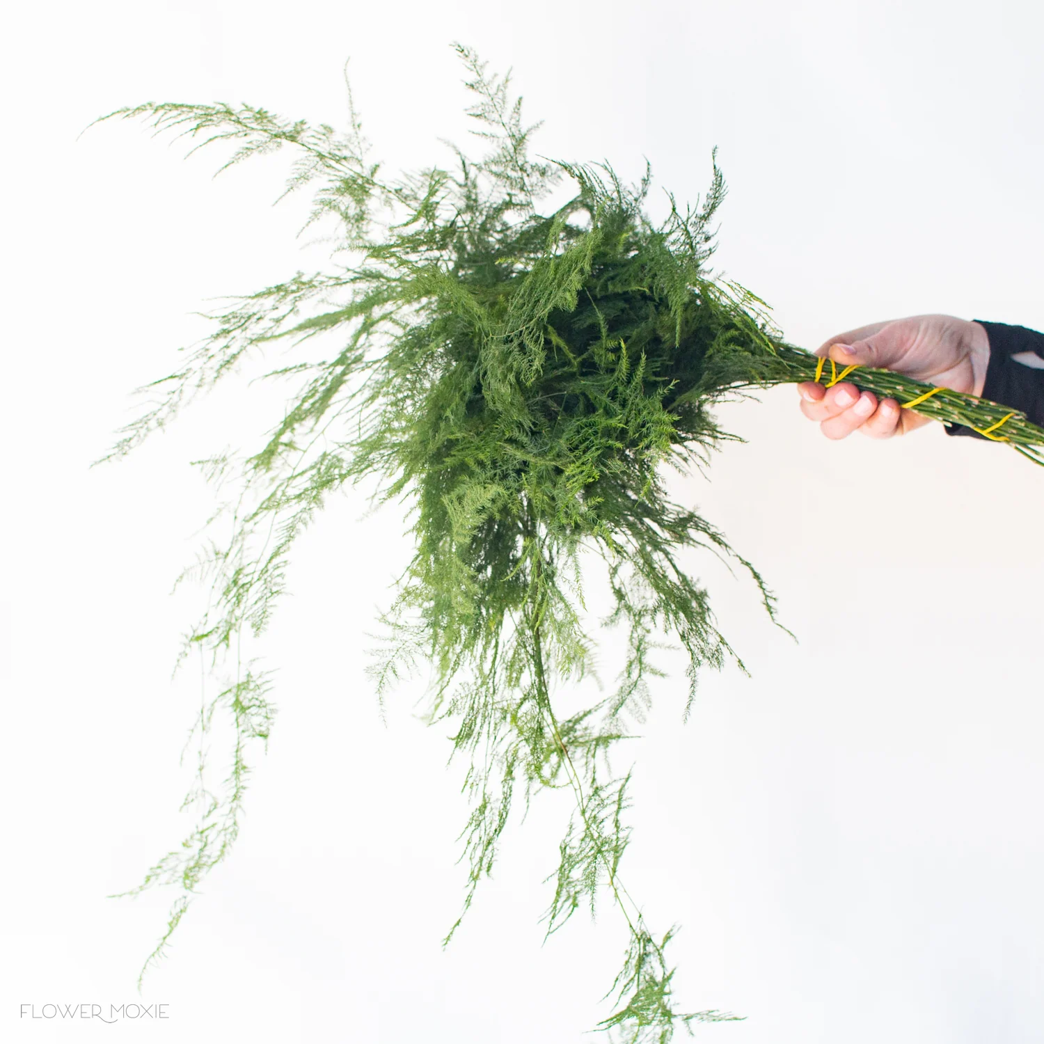 Plumosa Fern Greenery - Image 5