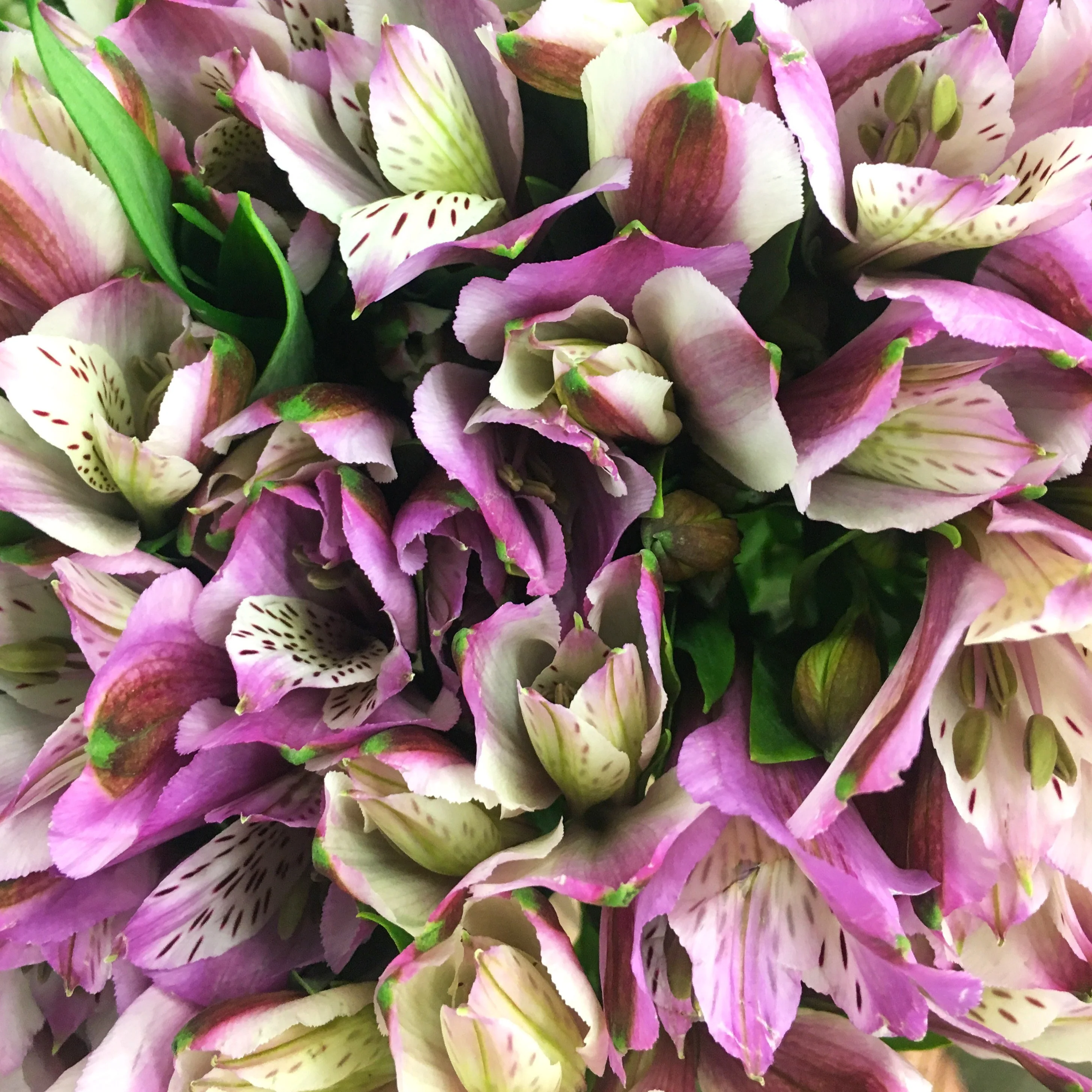 Purple Alstroemeria Flower - Image 5