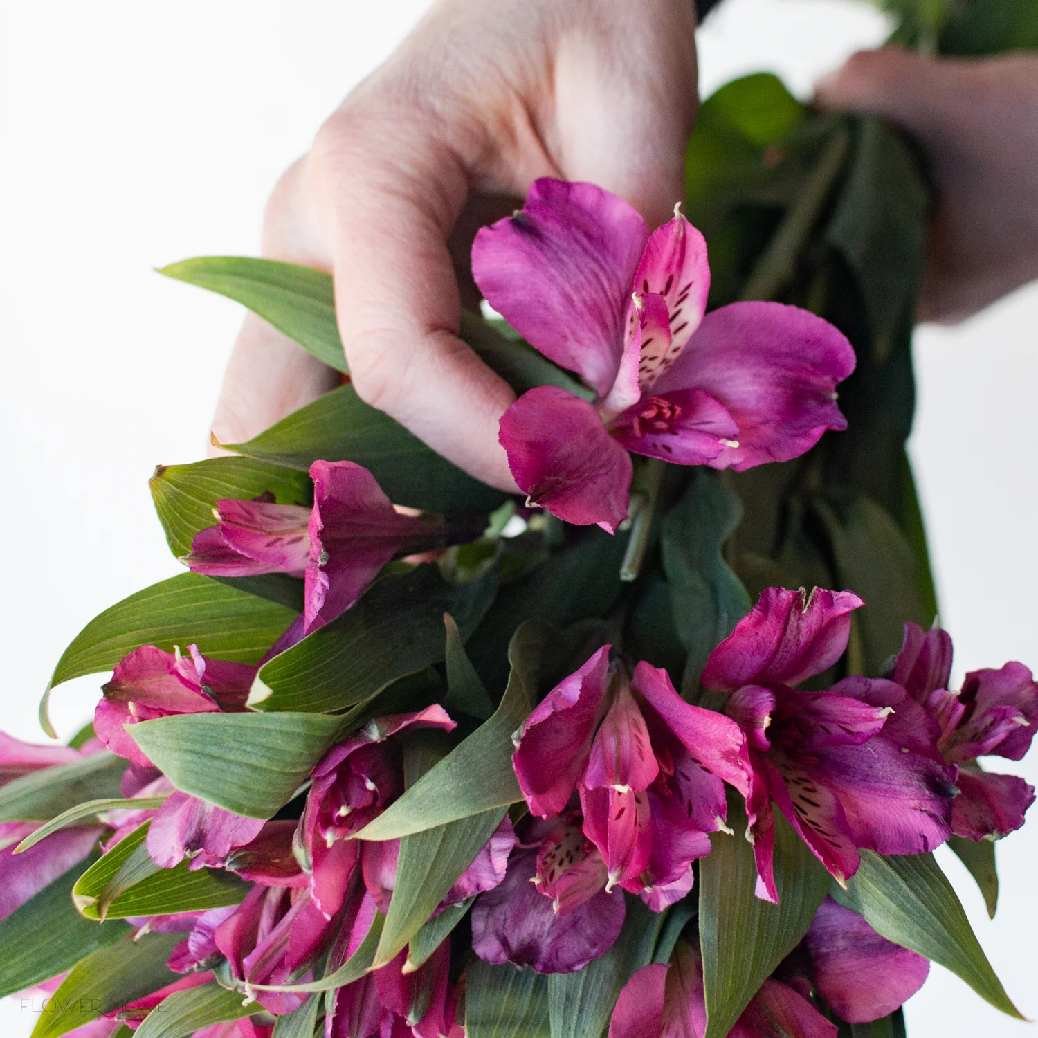 Purple Alstroemeria Flower - Image 6