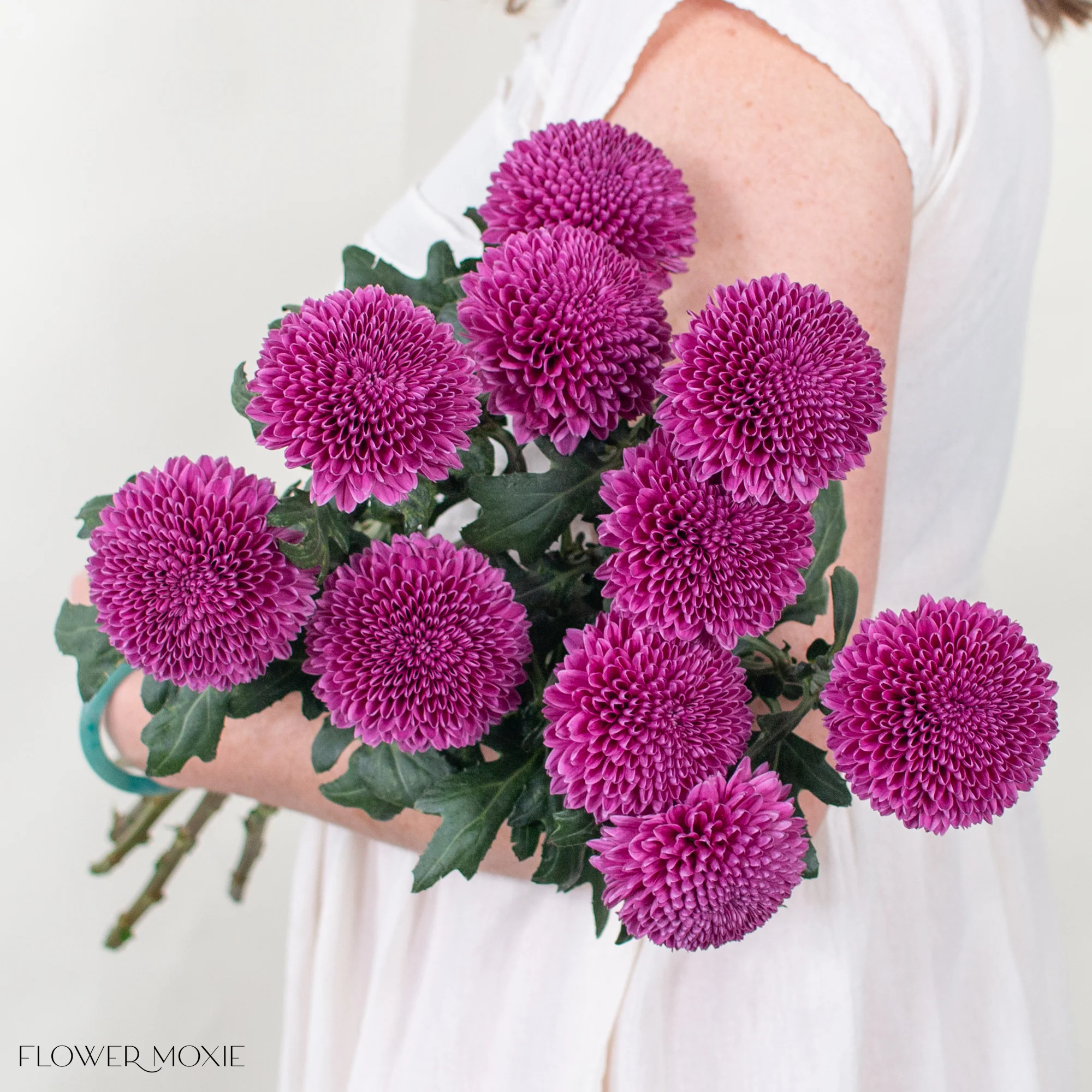 Purple Ball Cremone Flower