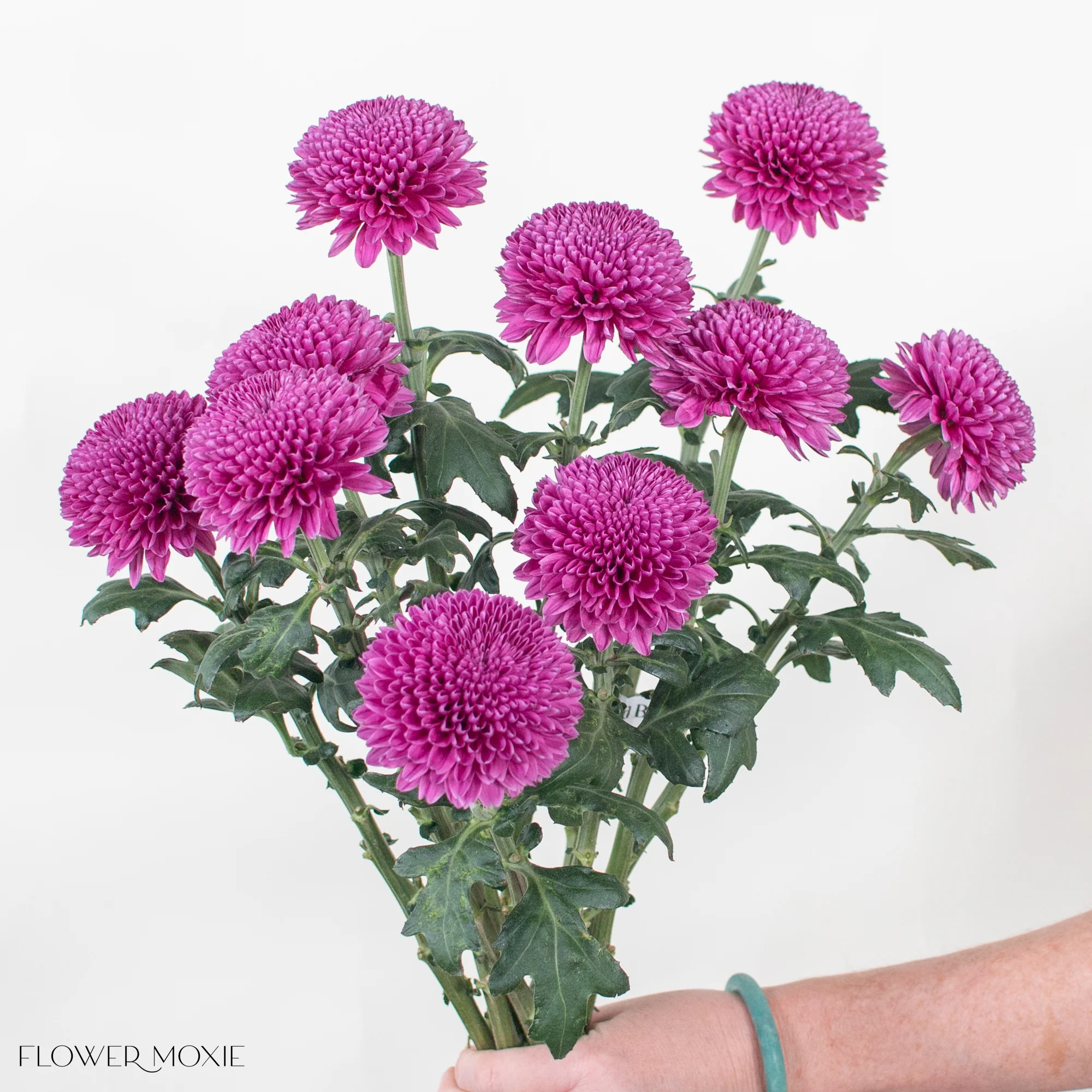 Purple Ball Cremone Flower - Image 3