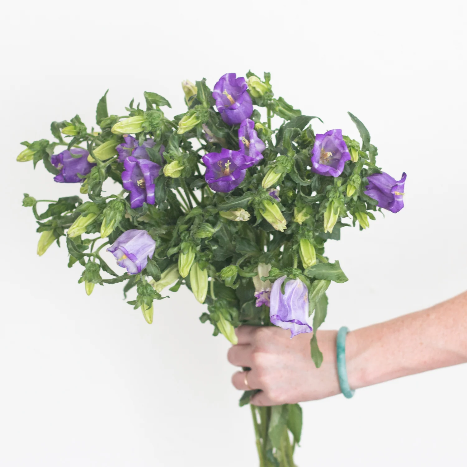 Purple Campanula Flower - Image 2